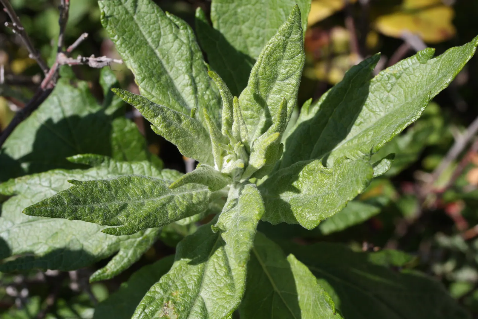 Coastal Sagewort (Artemisia Pycnocephala 'David's Choice') — evergreen perennial featuring fine