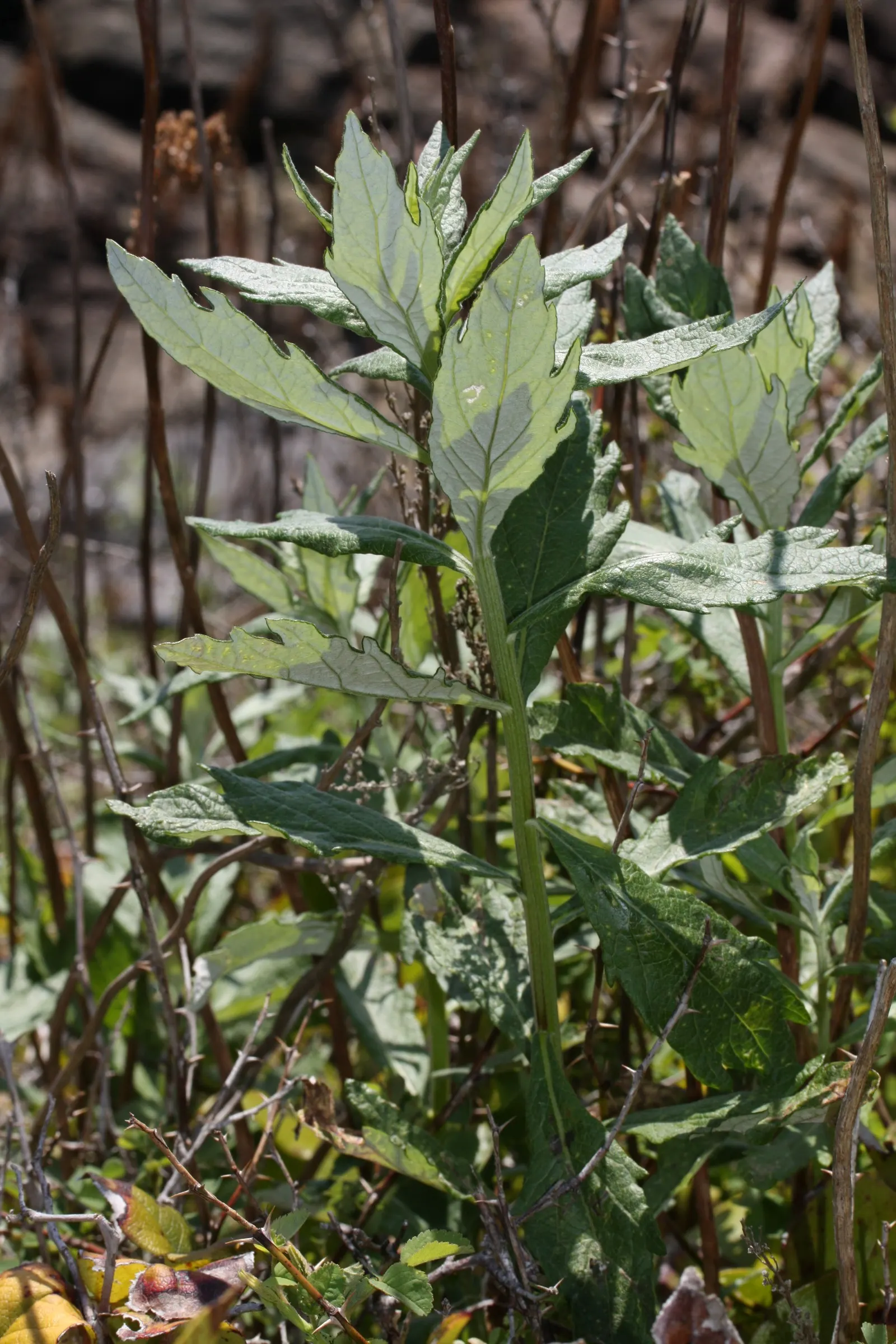 Coastal Sagewort (Artemisia Pycnocephala 'David's Choice') — it thrives in well-drained soil
