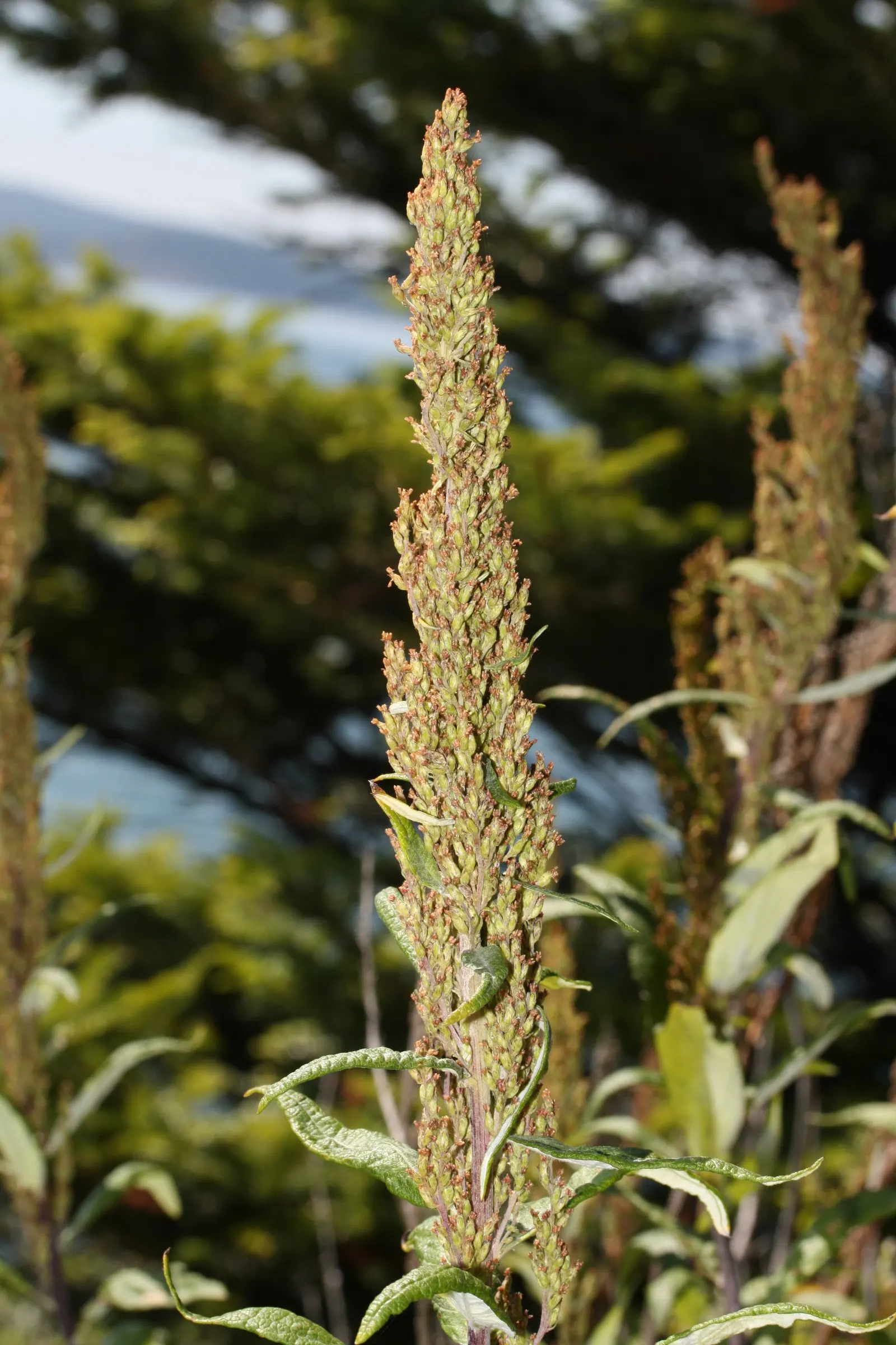 Coastal Sagewort (Artemisia Pycnocephala 'David's Choice') — Ideally suited for coastal gardens with its drought tolerance and preference for full sun