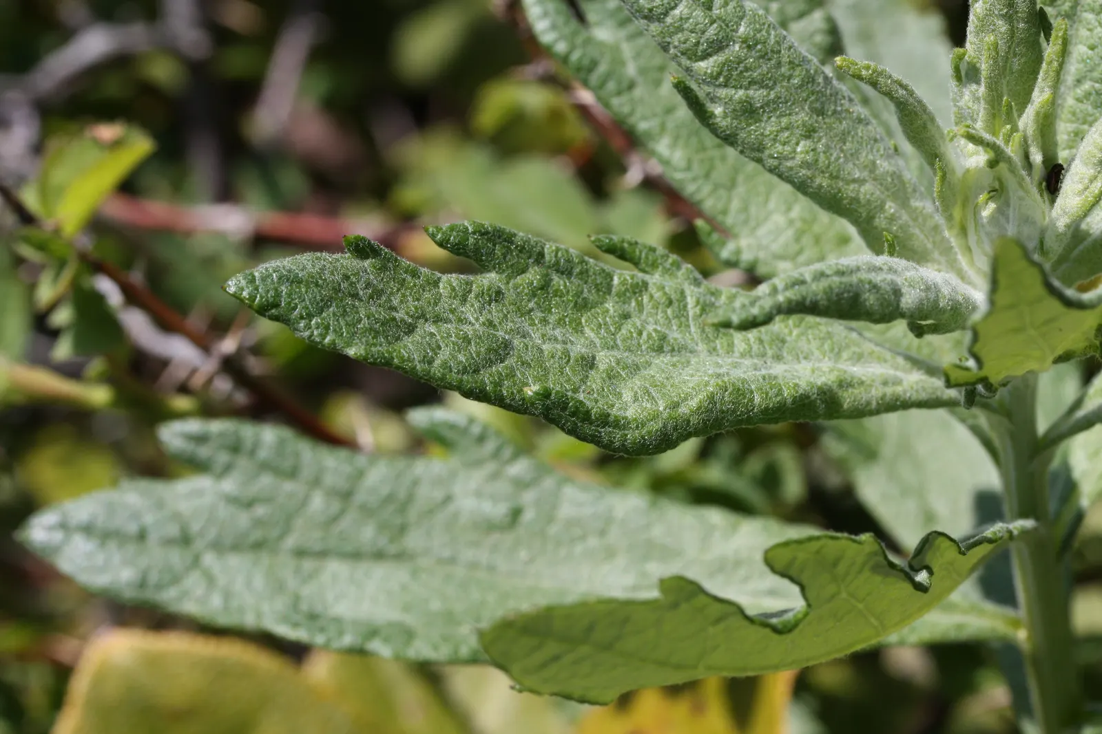 Coastal Sagewort (Artemisia Pycnocephala 'David's Choice') — Its soft textured leaves provide a striking contrast in water-wise landscapes and rockeries