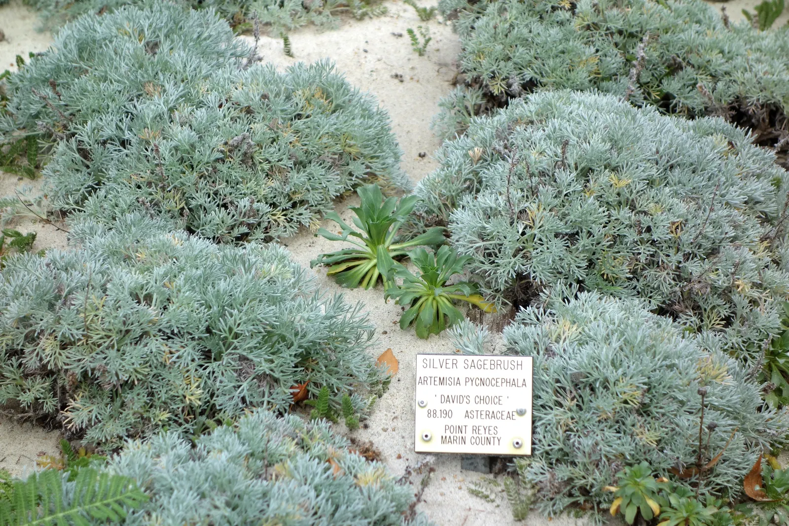 Coastal Sagewort (Artemisia Pycnocephala 'David's Choice') — growing up to 1-2 feet tall and 2-3 feet wide