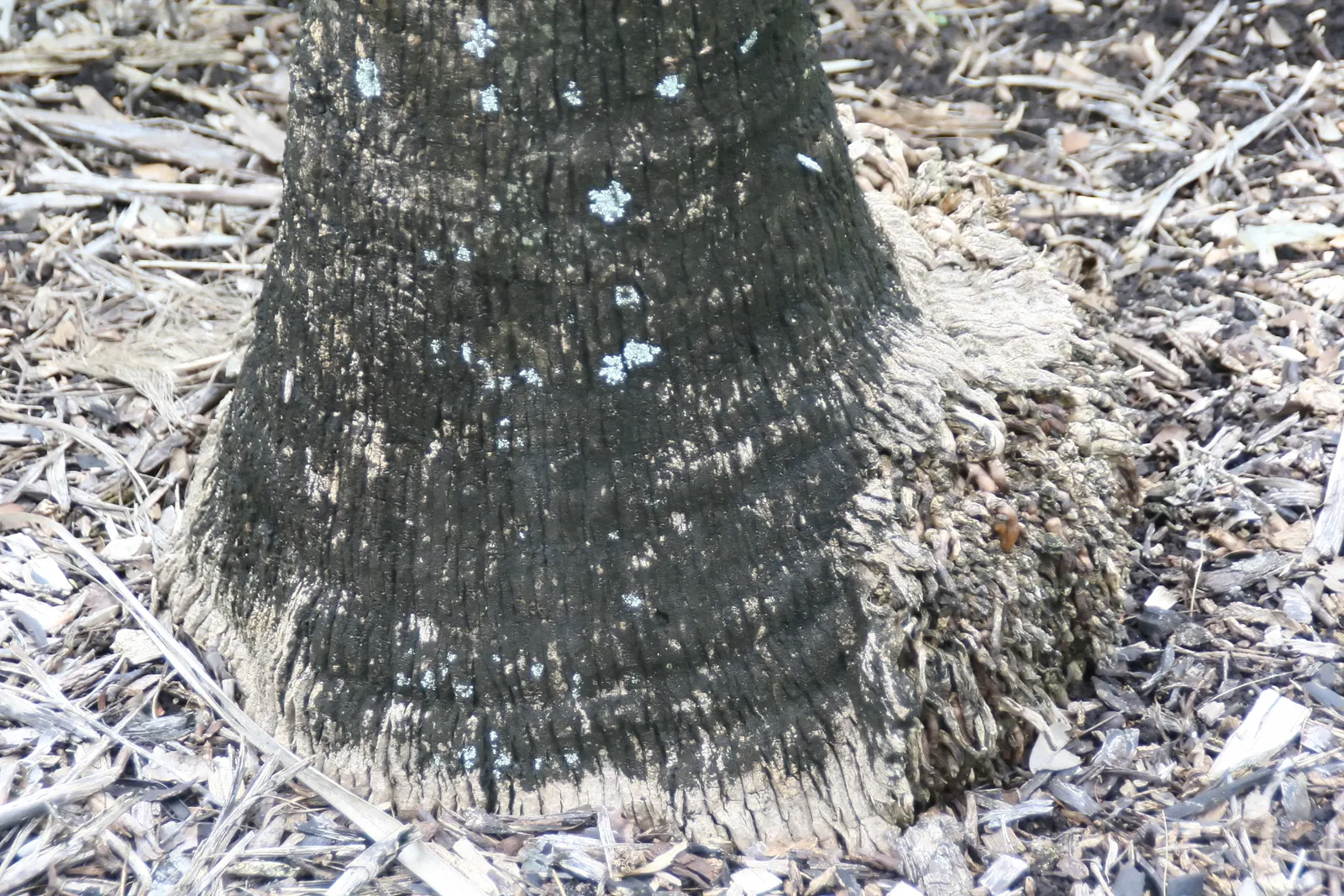 Kamalo Pritchardia (Pritchardia Munroi) — it is advisable to allocate ample space for the Kamalo Pritchardia to accommodate its eventual breadth; with a