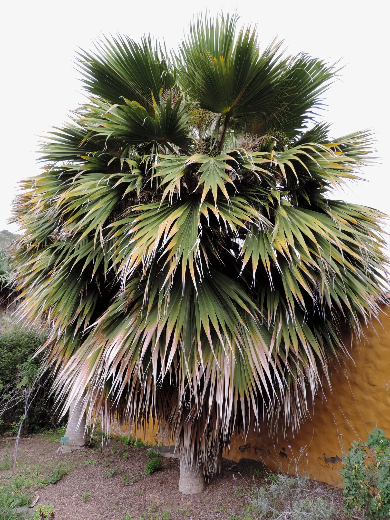 Kamalo Pritchardia (Pritchardia Munroi) — Its large, fan-shaped leaves, which can span up to 3 feet, form a lush crown; it often attracts local wildlife, as