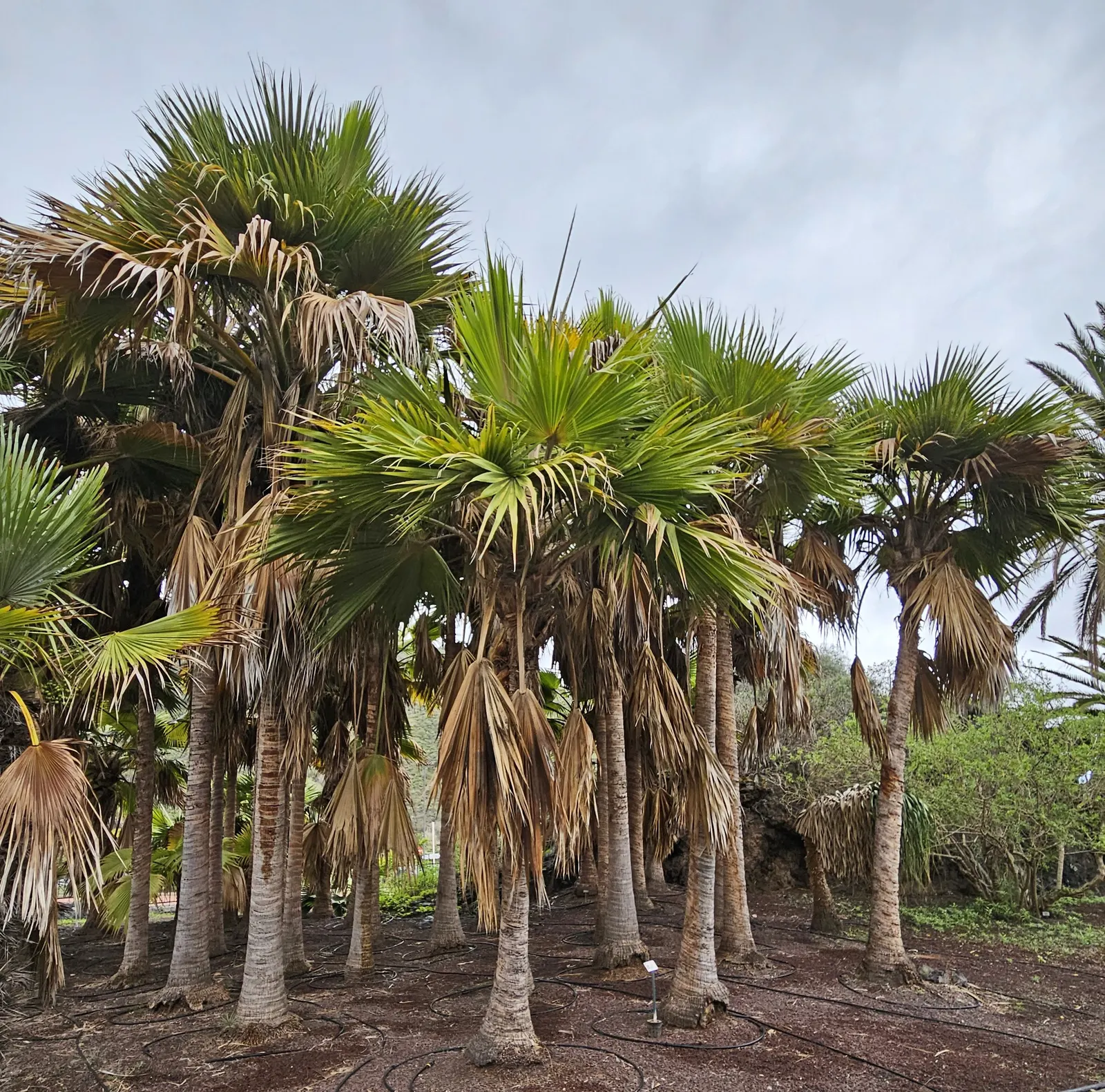 Kamalo Pritchardia (Pritchardia Munroi) — scientifically known as Pritchardia munroi; it is advisable to allocate ample space for the Kamalo Pritchardia to