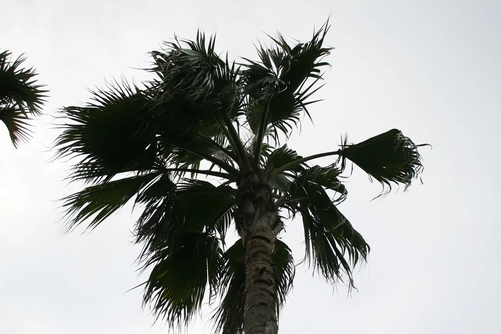 Kamalo Pritchardia (Pritchardia Munroi) — It is also moderately drought-tolerant once established, making it a suitable choice for water-wise gardens; the