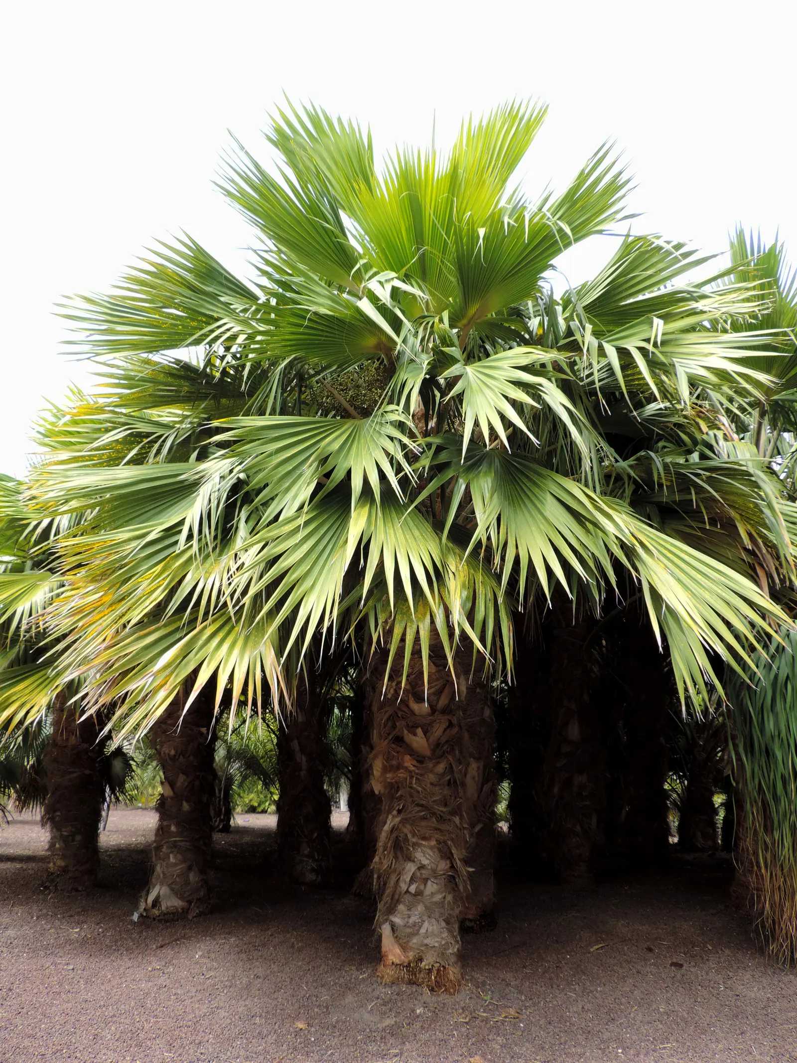 Kamalo Pritchardia (Pritchardia Munroi) — Ideal for tropical landscapes, it requires well-draining soil and full sun to partial shade