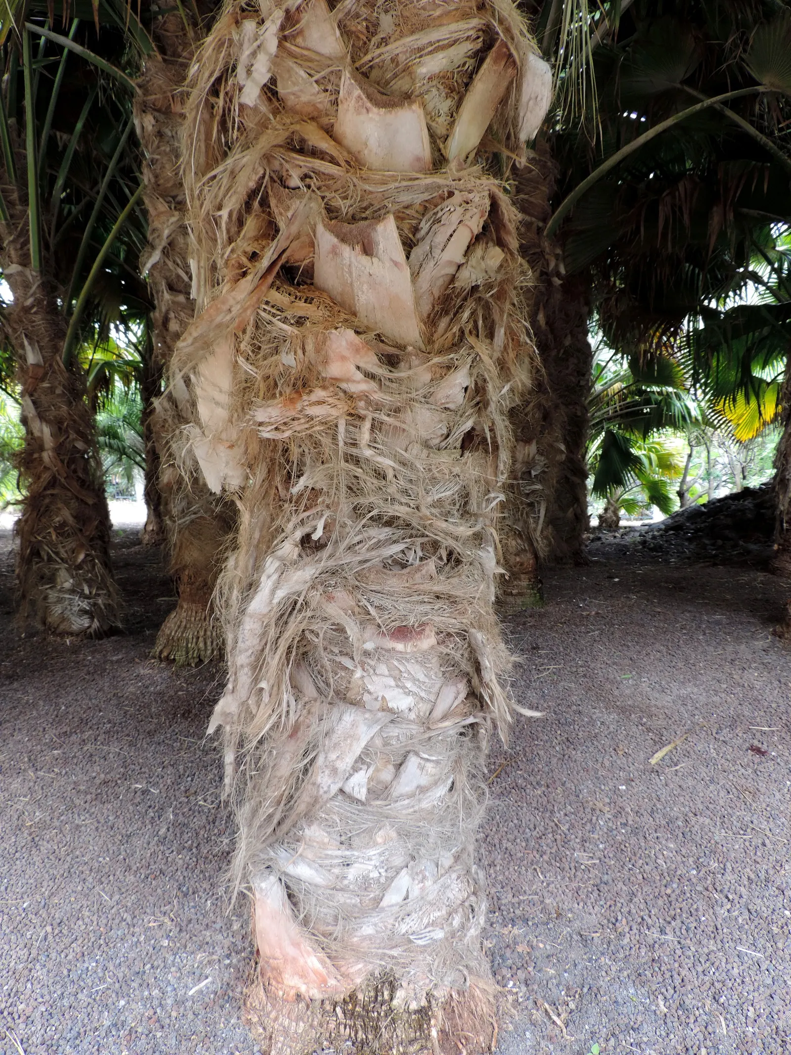 Kamalo Pritchardia (Pritchardia Munroi) — palm for deep shade or shade