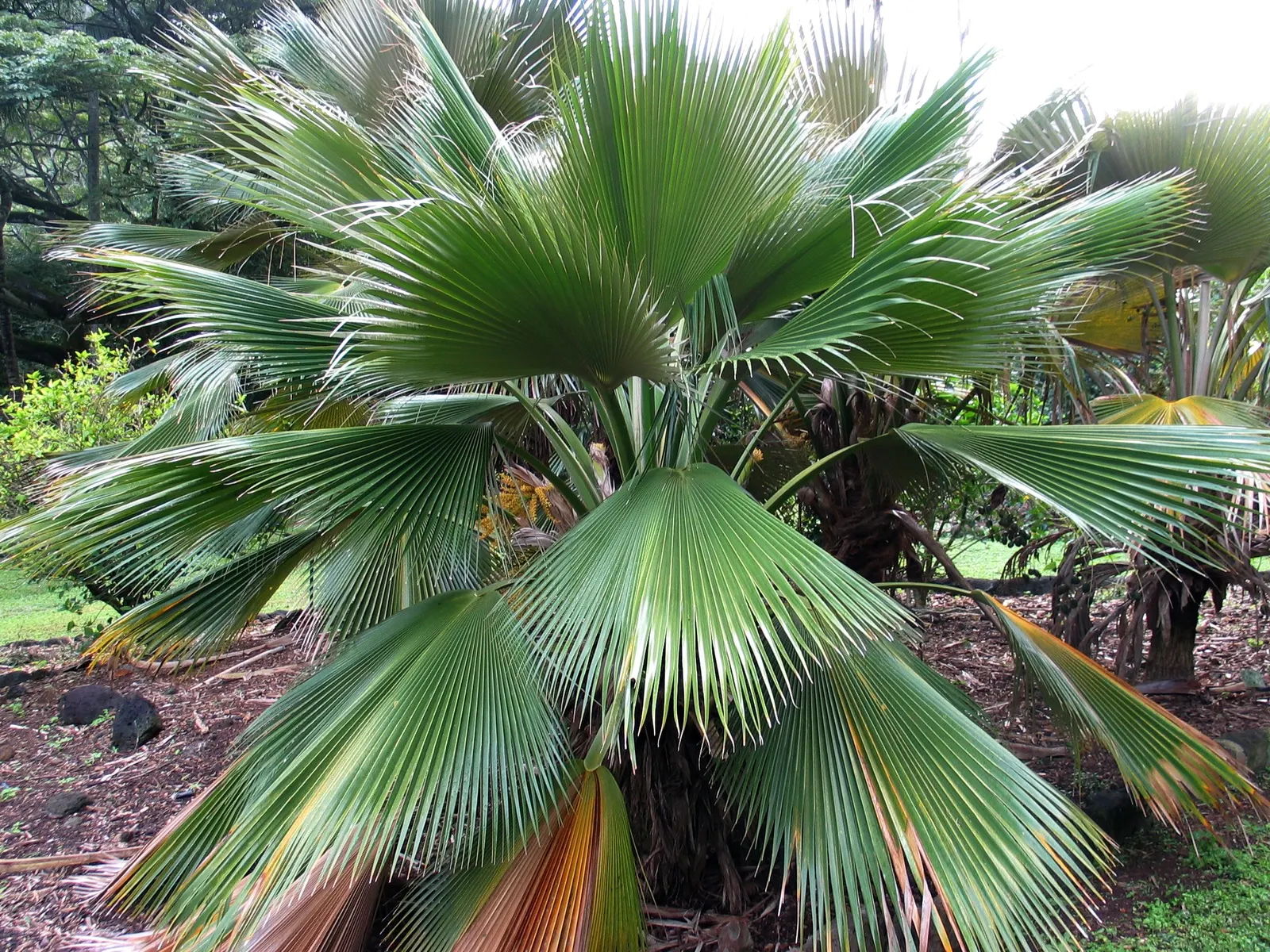 Kamalo Pritchardia (Pritchardia Munroi) — Its large, fan-shaped leaves, which can span up to 3 feet, form a lush crown; it often attracts local, image 43