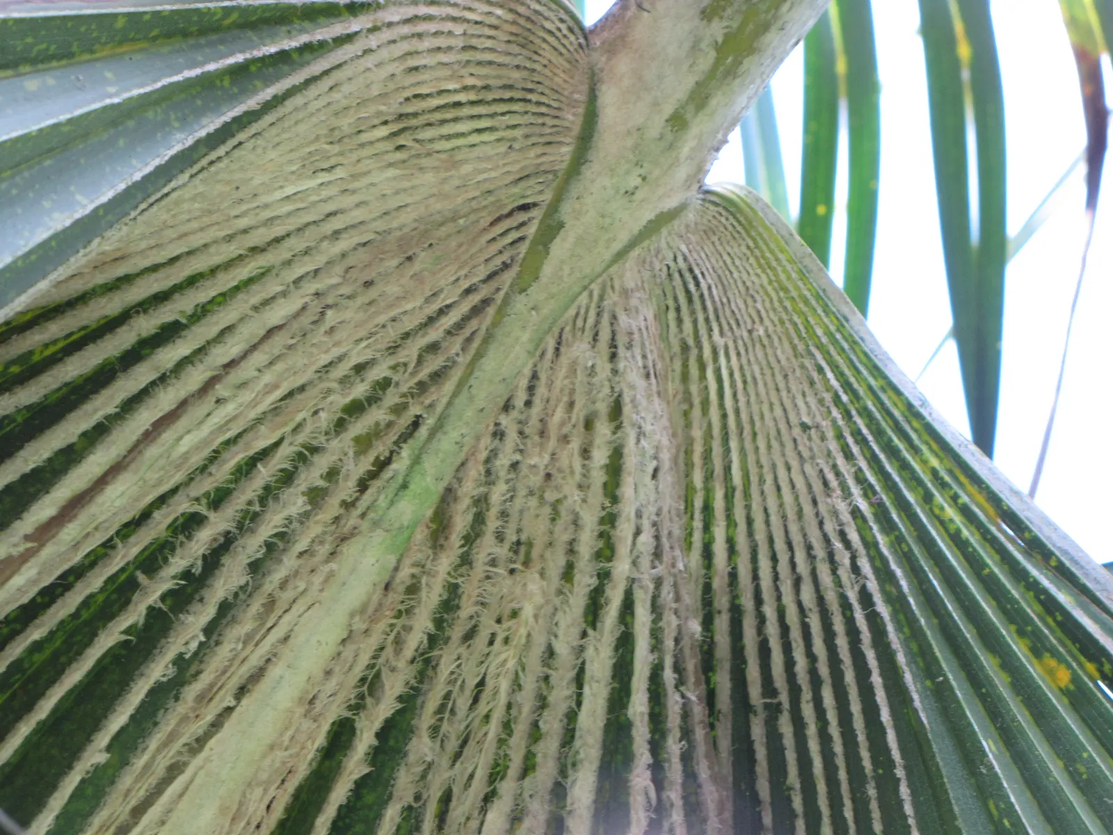 Kamalo Pritchardia (Pritchardia Munroi) — scientifically known as Pritchardia munroi