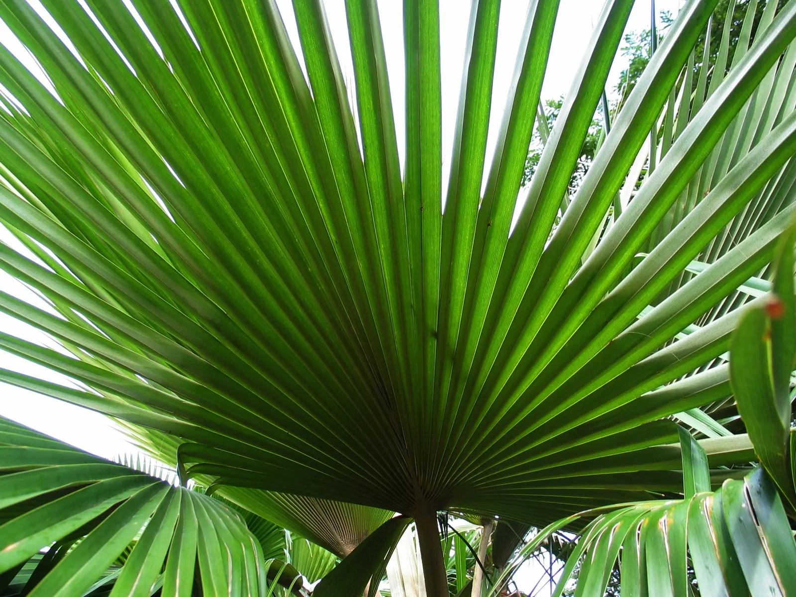 Kamalo Pritchardia (Pritchardia Munroi) — This species is particularly stunning; palm for deep shade or shade