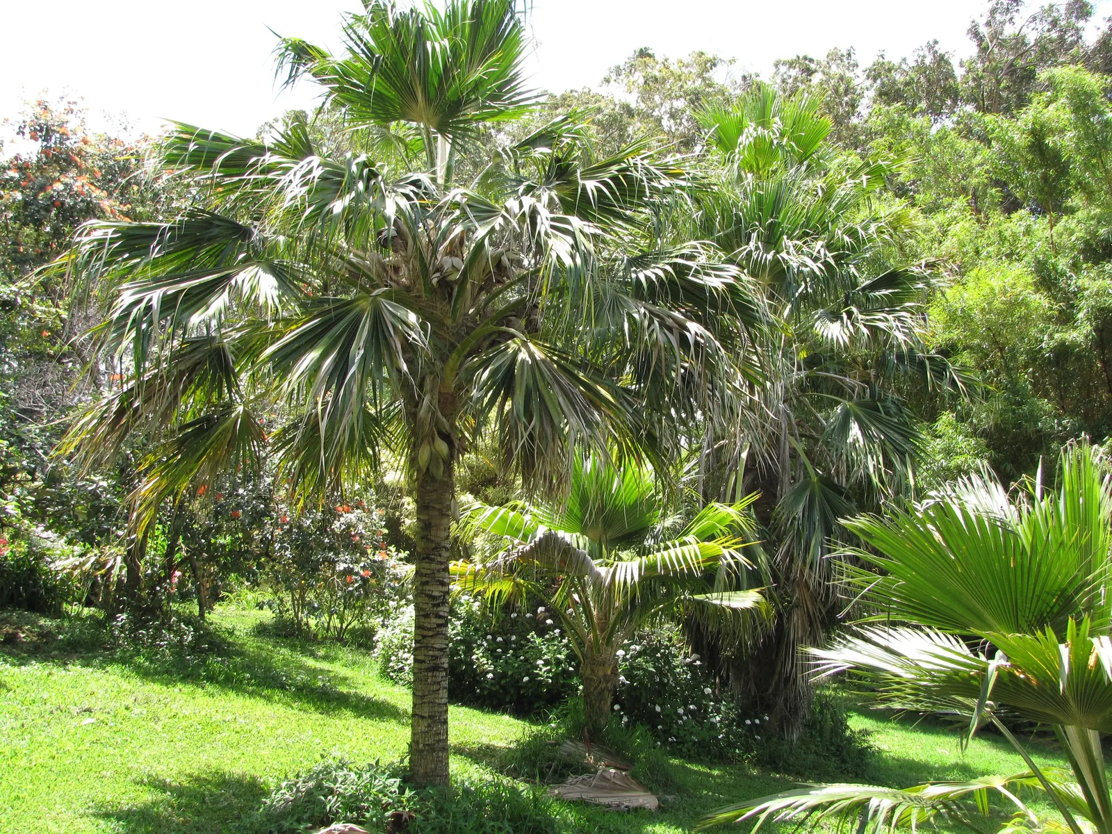 Kamalo Pritchardia (Pritchardia Munroi) — It reaches heights of 20-30 feet, with a slender trunk of 6-8 inches in diameter; each with a spread of, image 42