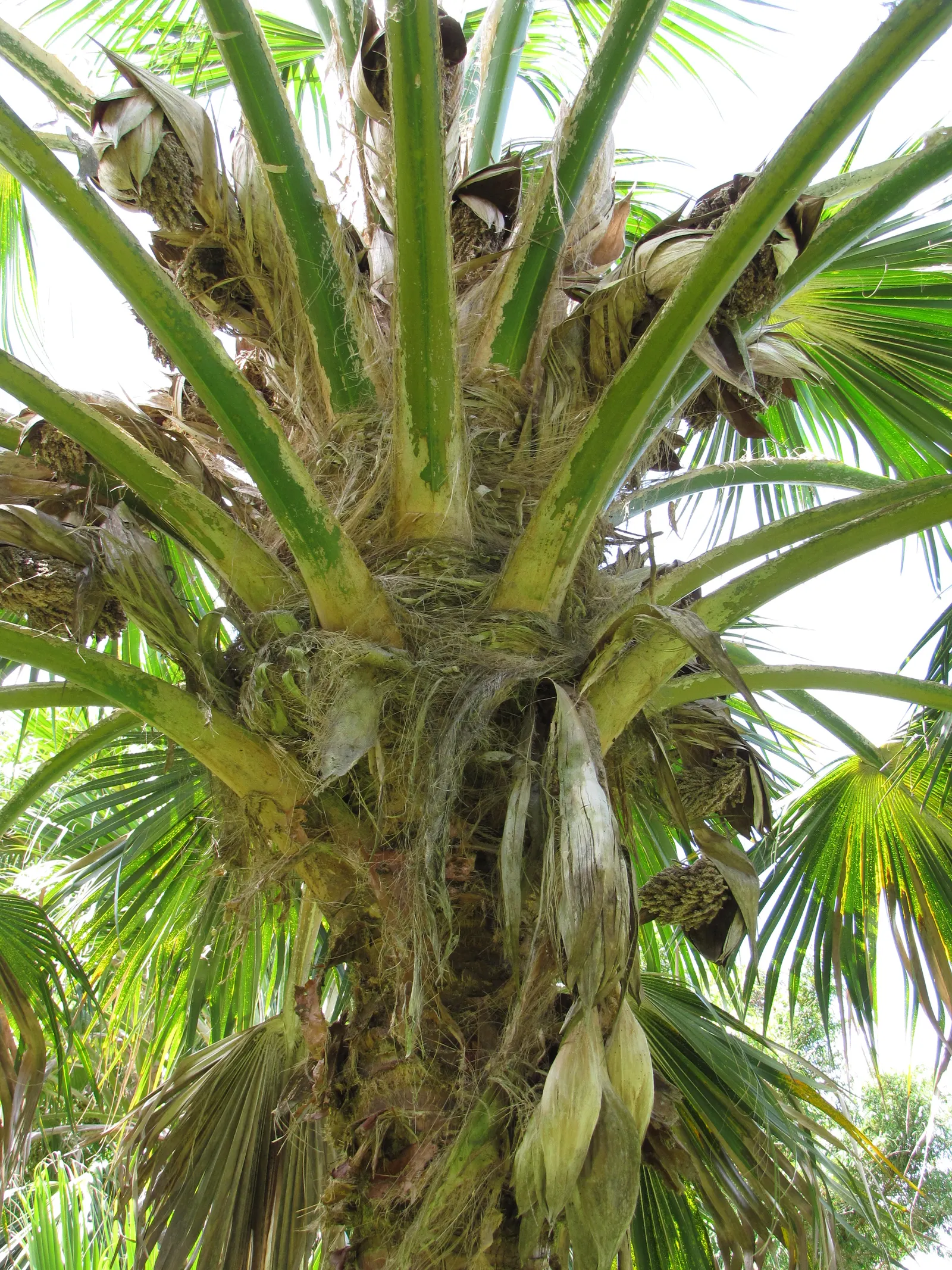 Kamalo Pritchardia (Pritchardia Munroi) — each with a spread of up to 5 feet