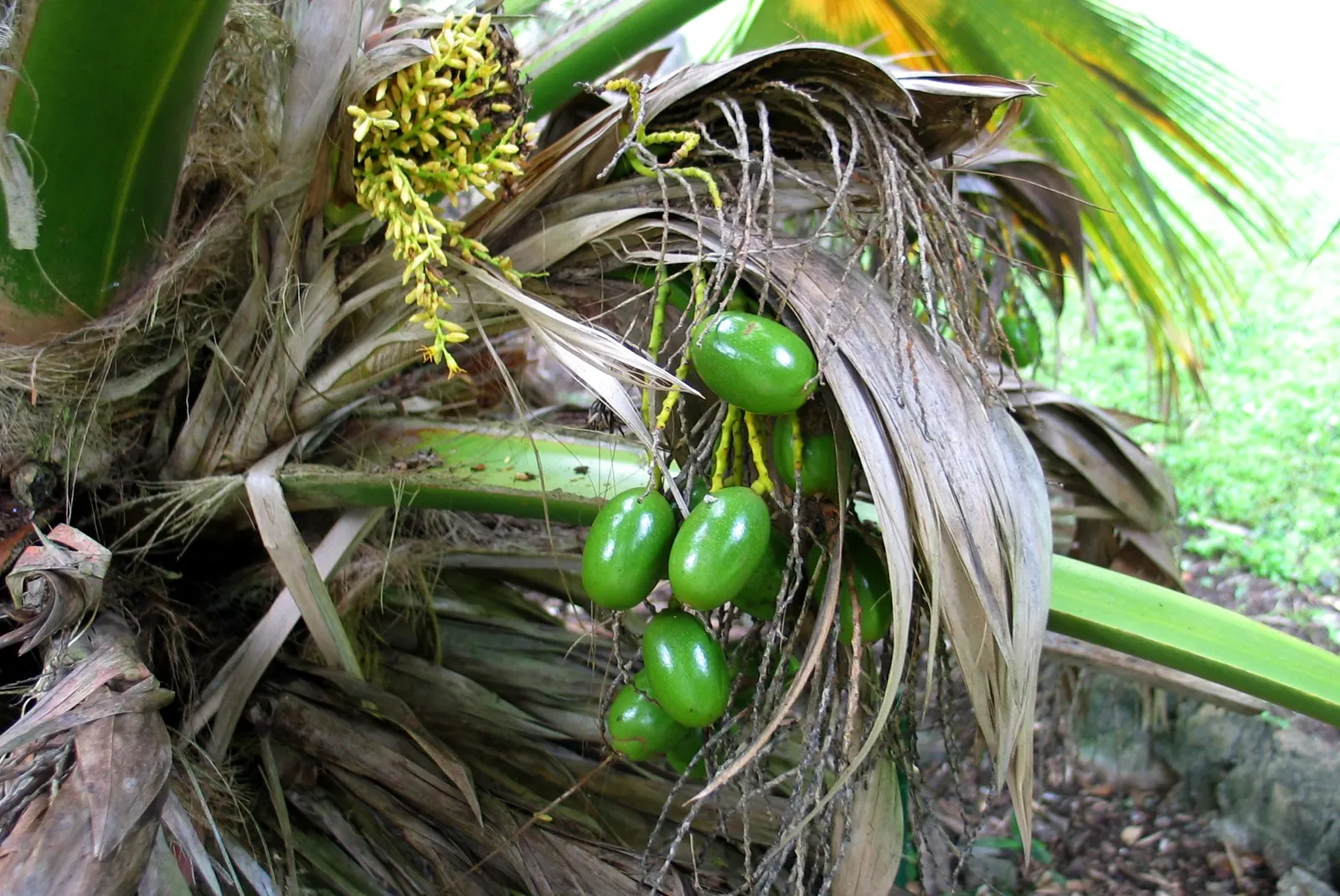 Kamalo Pritchardia (Pritchardia Munroi) — this palm can serve as a focal point due to its height and distinctive foliage; but its stately presence is well