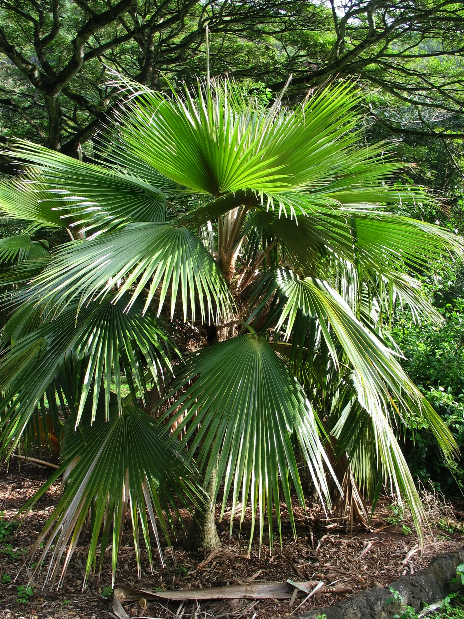 Kamalo Pritchardia (Pritchardia Munroi) — this palm thrives in well-drained soils and prefers full to partial sunlight
