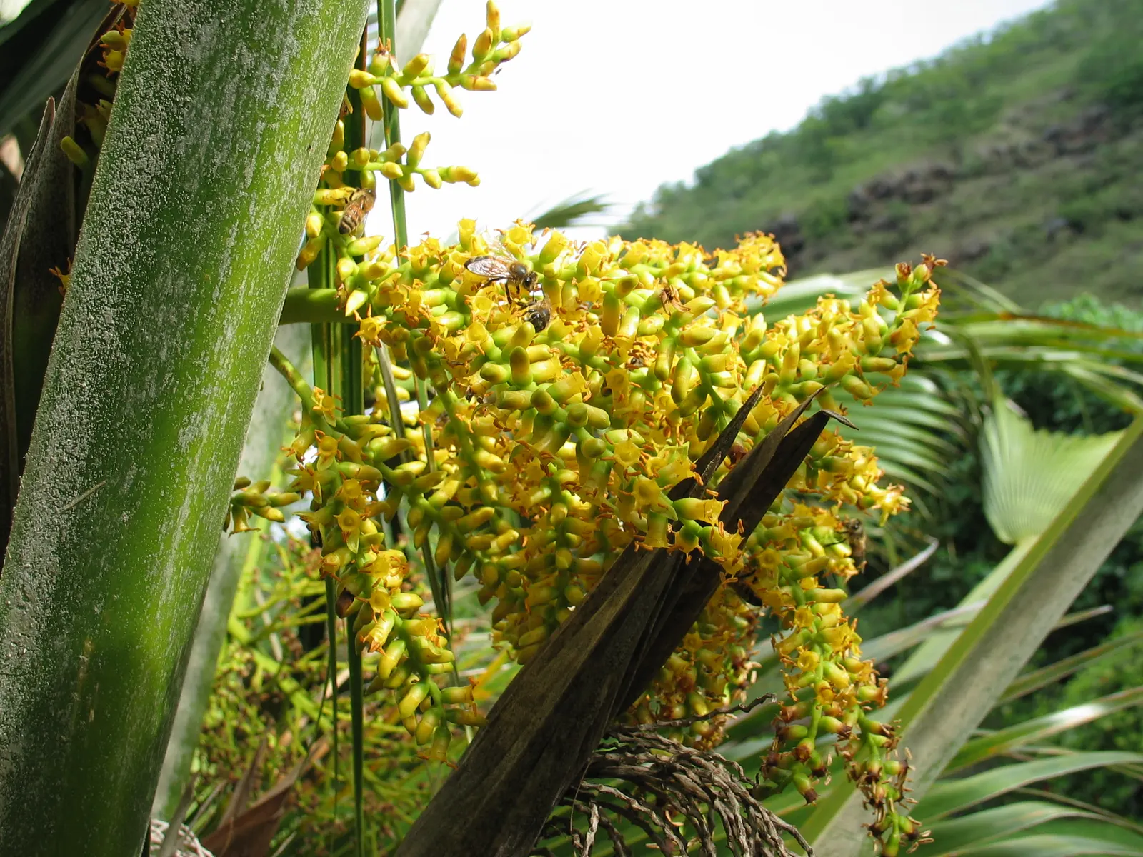 Kamalo Pritchardia (Pritchardia Munroi) — is an intriguing palm endemic to Hawaii