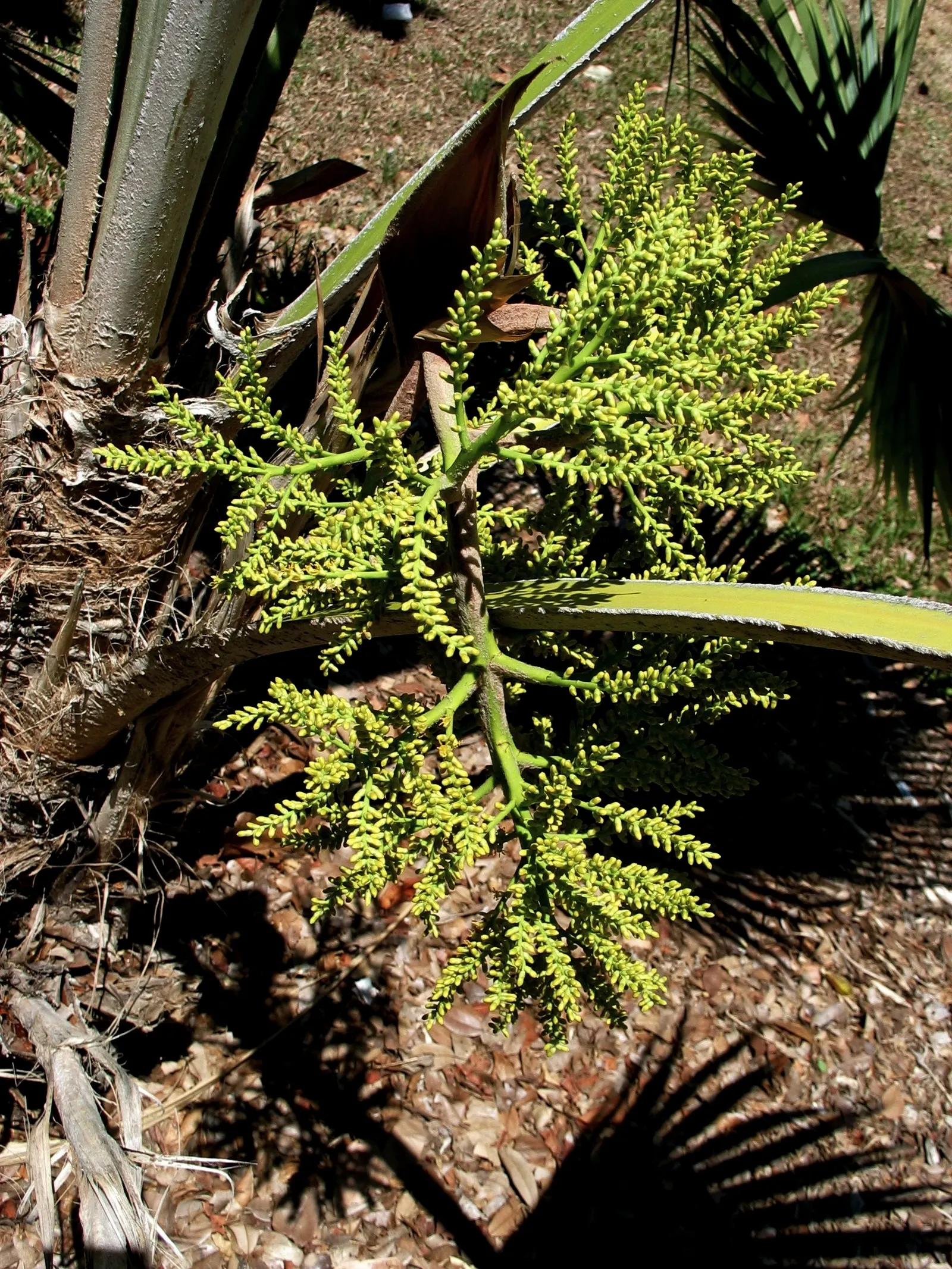 Kamalo Pritchardia (Pritchardia Munroi) — but its stately presence is well worth the wait.<br><br>In a landscape design
