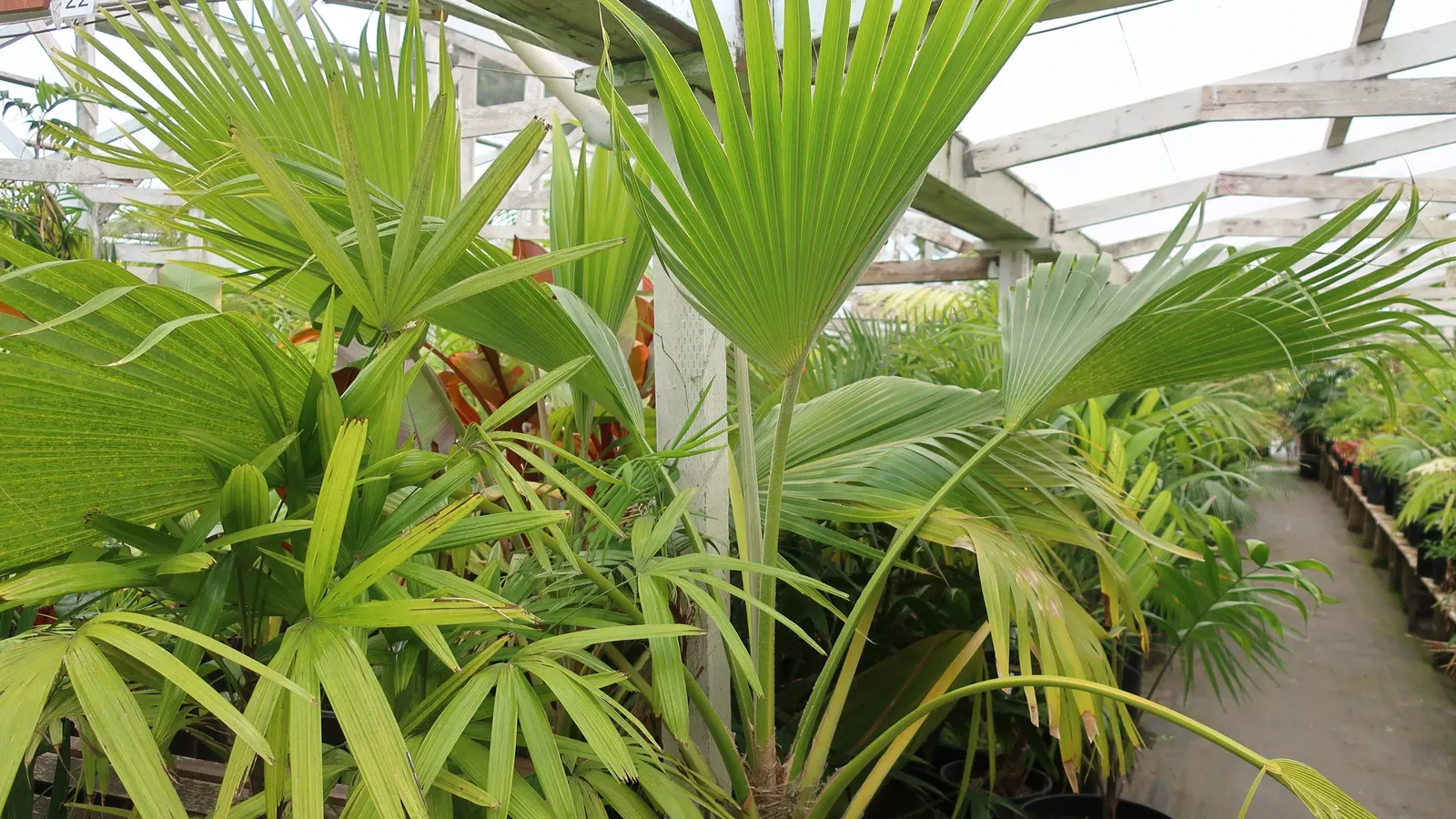 Kamalo Pritchardia (Pritchardia Munroi) — is an intriguing palm endemic to Hawaii; scientifically known as Pritchardia munroi