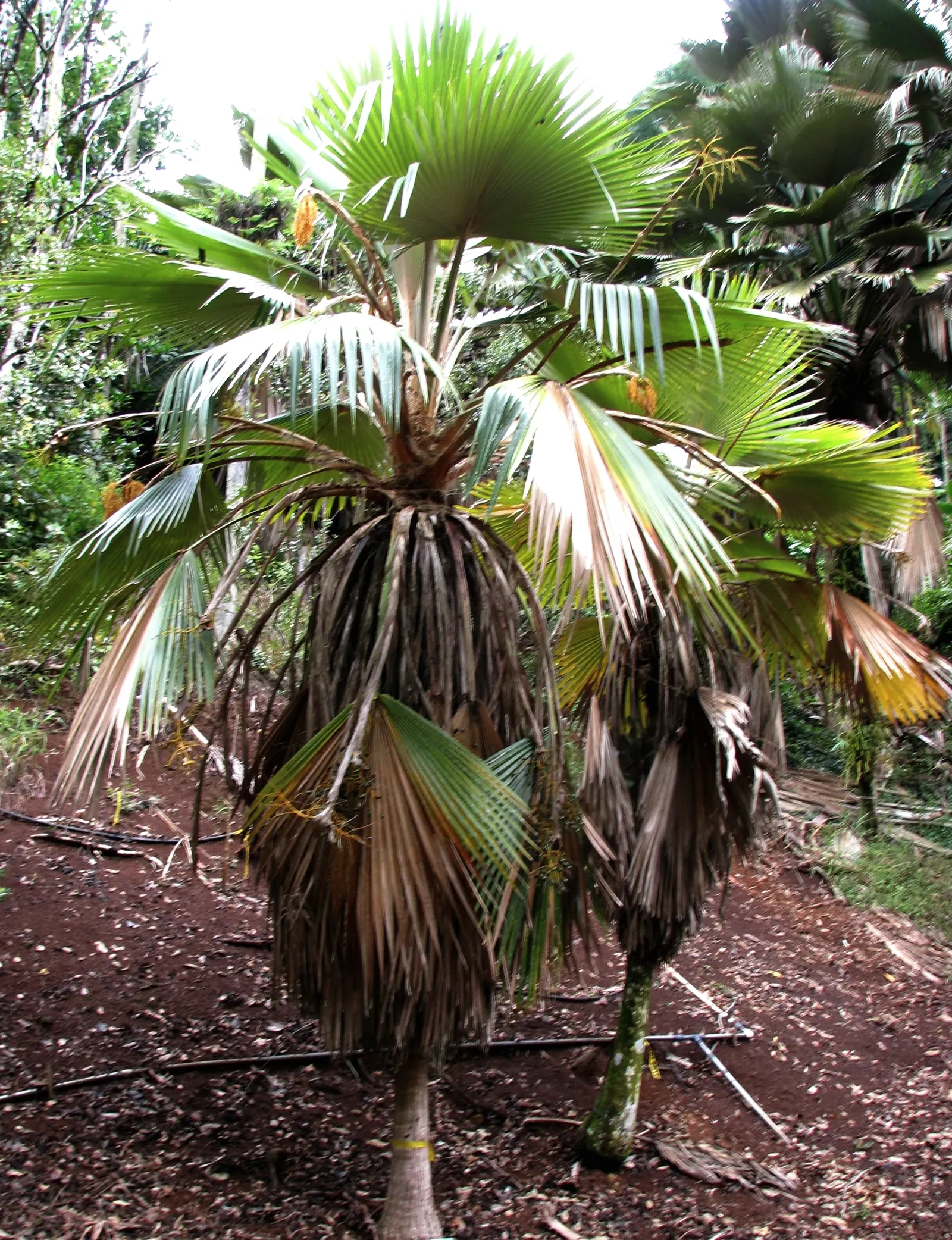 Kamalo Pritchardia (Pritchardia Munroi) — The Kamalo pritchardia, or Pritchardia munroi, is a rare Hawaiian palm prized for its elegant silhouette