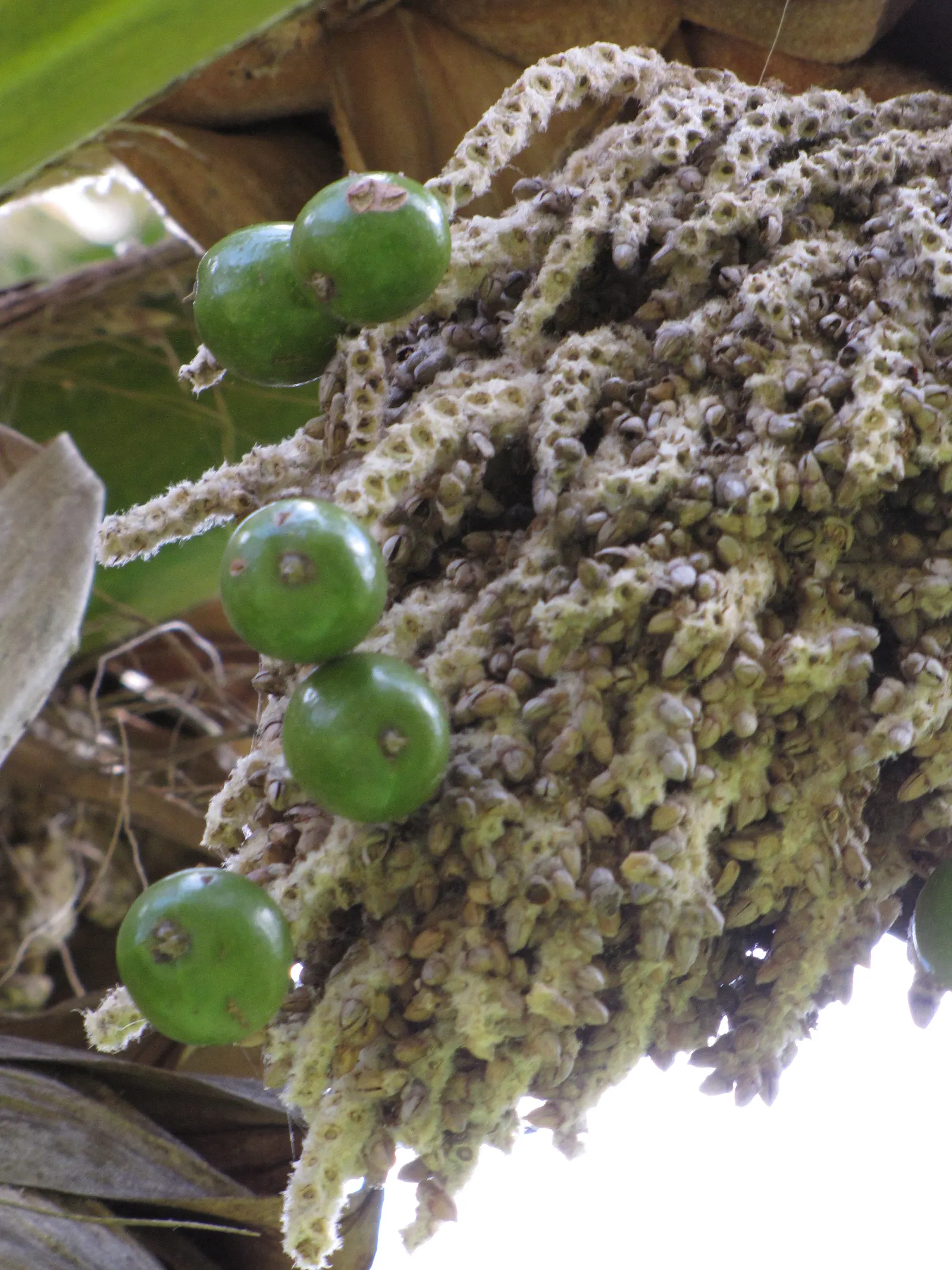 Kamalo Pritchardia (Pritchardia Munroi) — providing an exotic flair to any landscape design