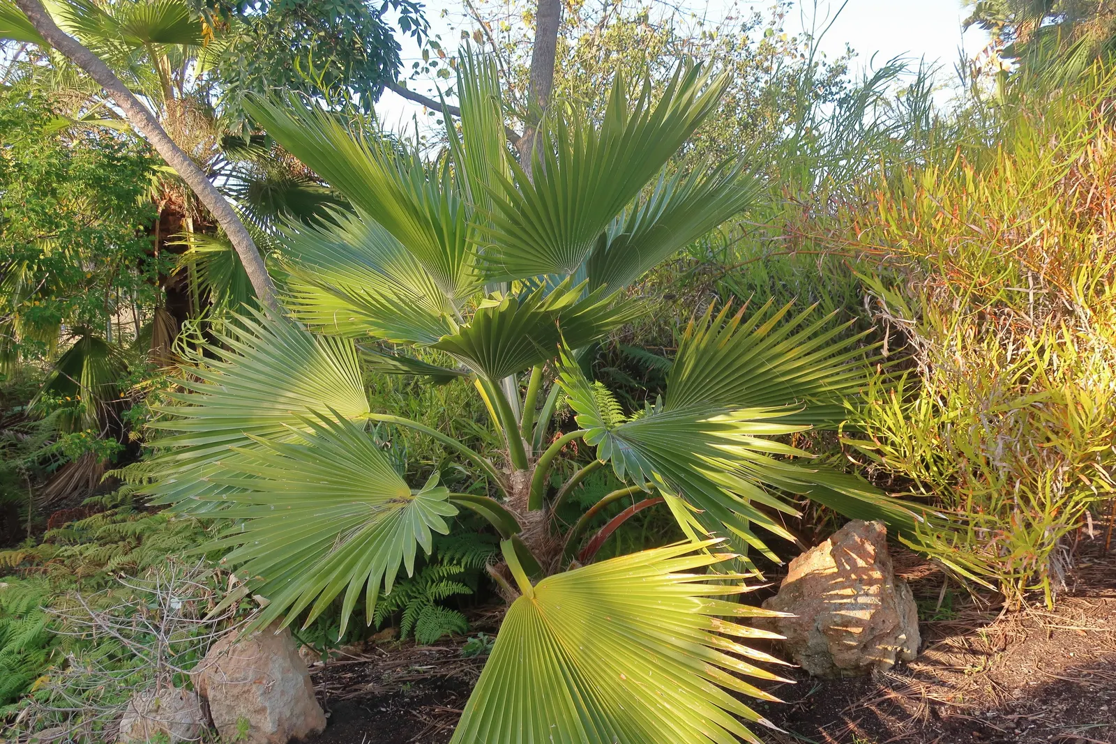 Kamalo Pritchardia (Pritchardia Munroi) — creating a striking silhouette against the sky.<br><br>Native to the mesic forests of Molokai