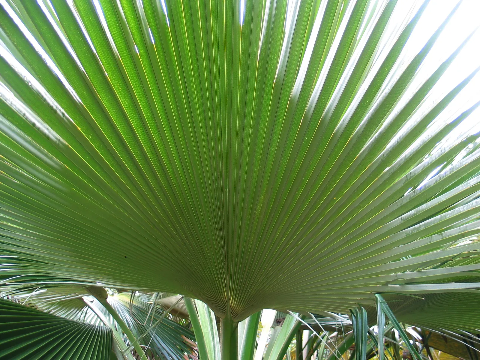 Kamalo Pritchardia (Pritchardia Munroi) — This species is particularly stunning