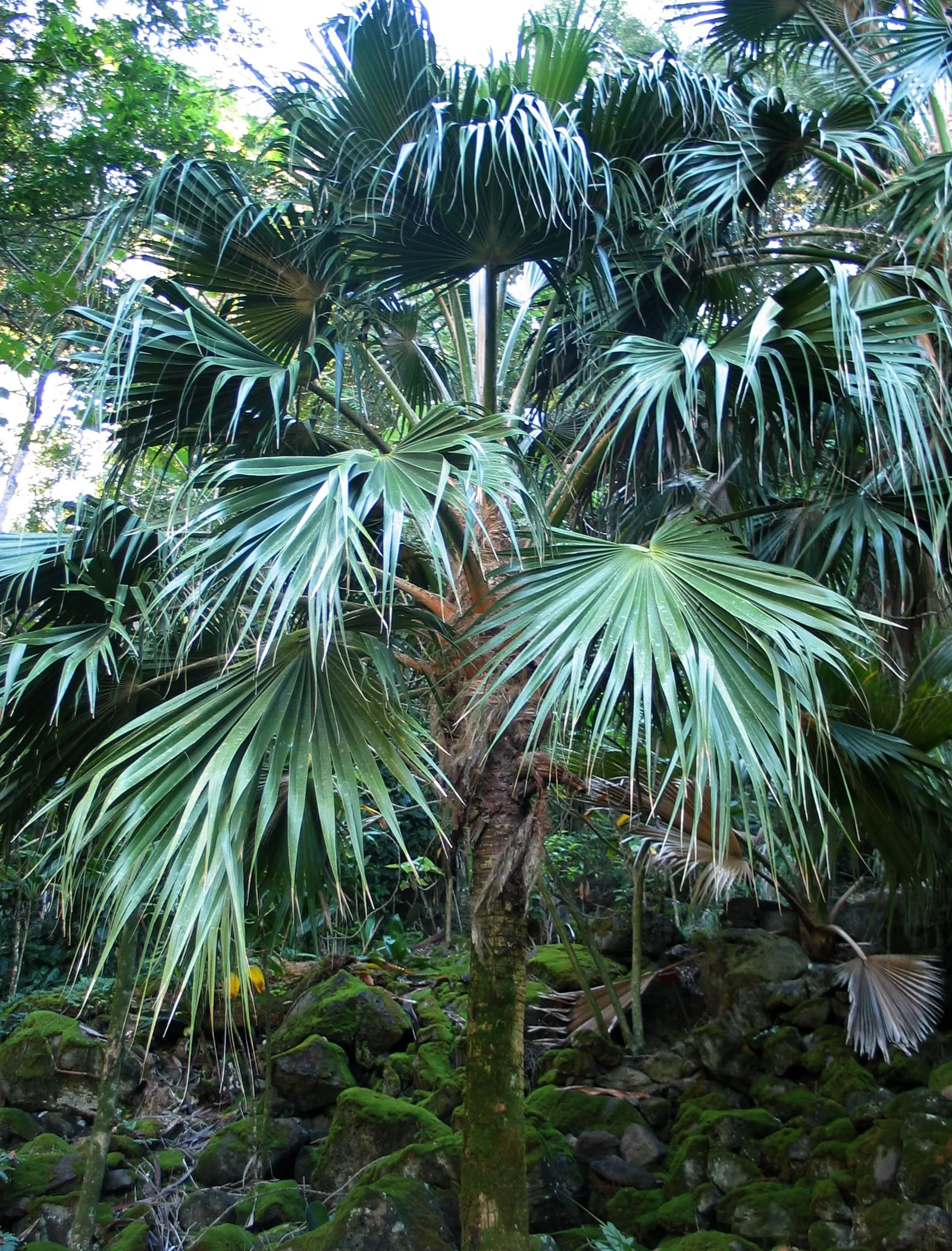 Kamalo Pritchardia (Pritchardia Munroi) — creating a striking silhouette against the sky.<br><br>Native to the mesic forests of Molokai; the Kamalo