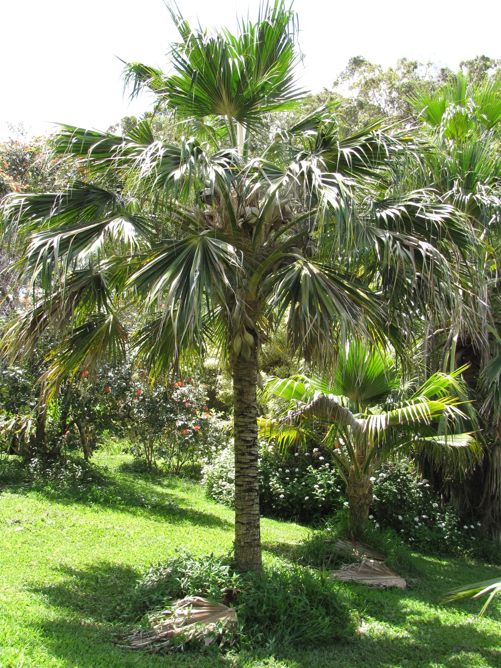Kamalo Pritchardia (Pritchardia Munroi) — palm for deep shade or shade; this palm can serve as a focal point due to its height and distinctive foliage