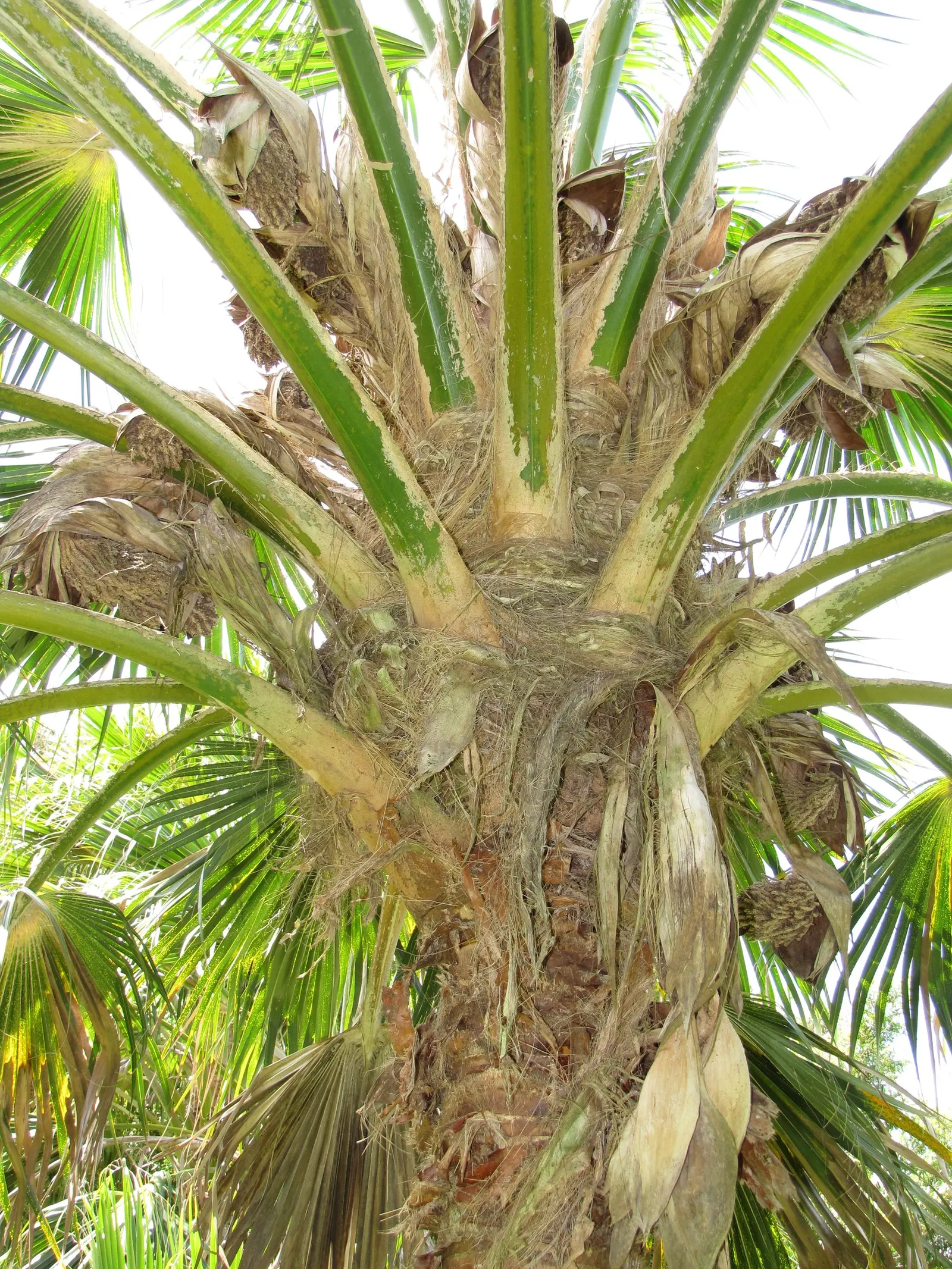 Kamalo Pritchardia (Pritchardia Munroi) — scientifically known as Pritchardia munroi; it is advisable to allocate ample space for the Kamalo, image 46