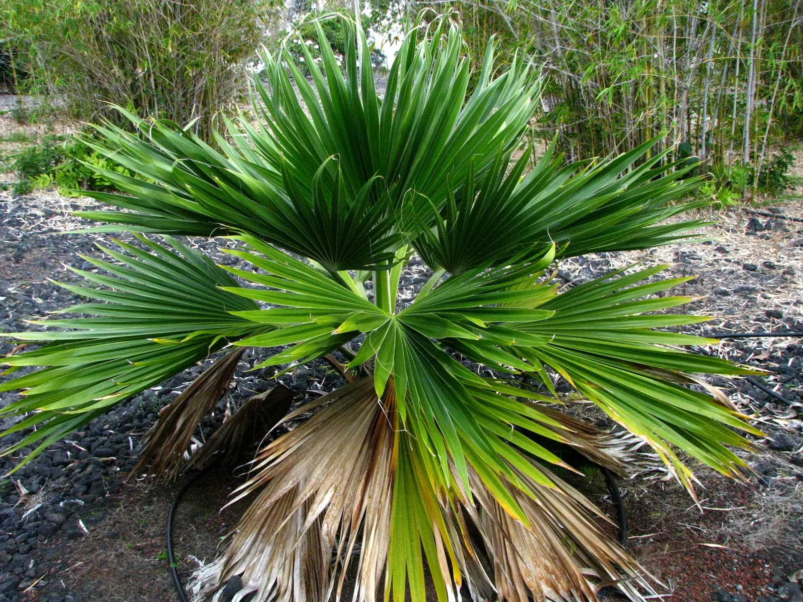 Kamalo Pritchardia (Pritchardia Munroi) — providing an exotic flair to any landscape design; this palm thrives in well-drained soils and prefers full to