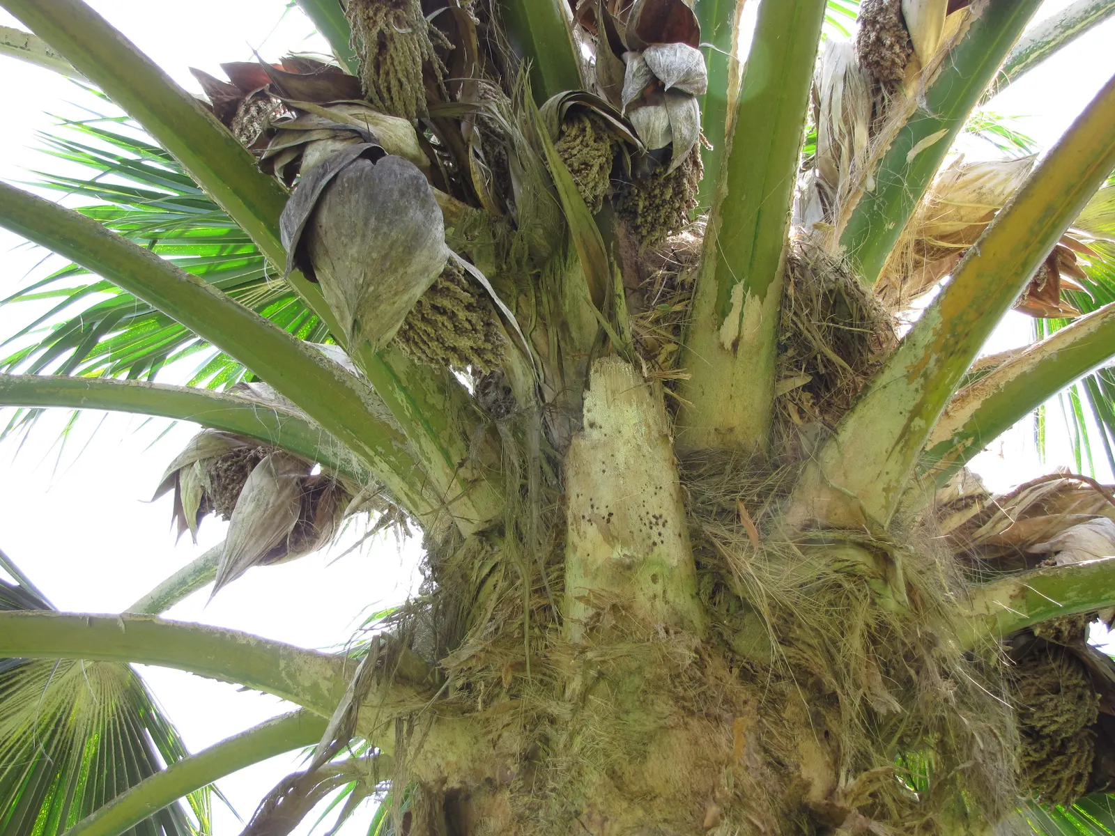 Kamalo Pritchardia (Pritchardia Munroi) — but its stately presence is well worth the wait.<br><br>In a landscape design; this species is particularly stunning