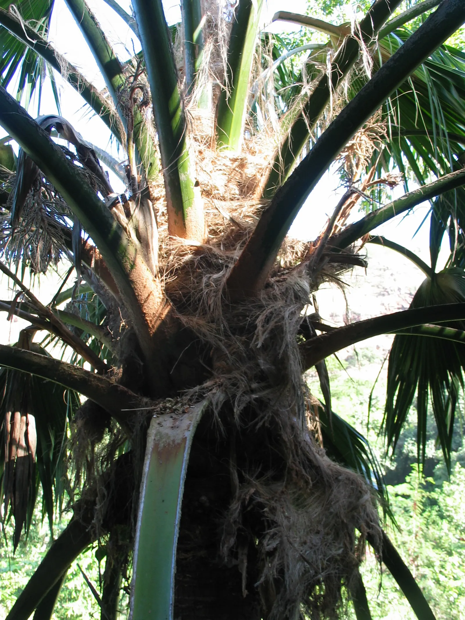 Kamalo Pritchardia (Pritchardia Munroi) — with a solitary grey trunk that typically reaches heights of about 20 to 30 feet at maturity; is an intriguing palm