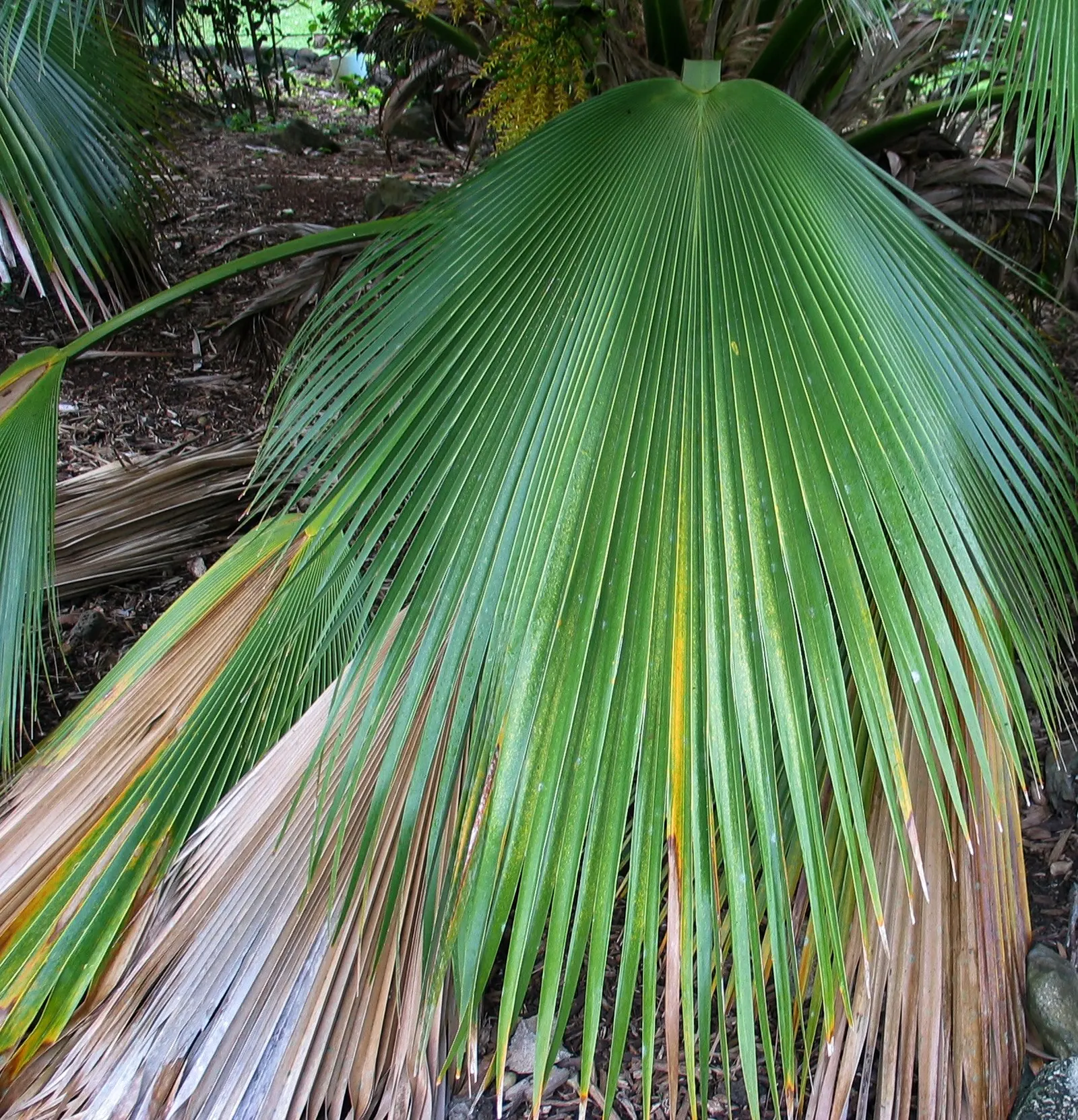 Kamalo Pritchardia (Pritchardia Munroi) — It often attracts local wildlife, as its flowers and fruits provide food sources for native birds and insects; its