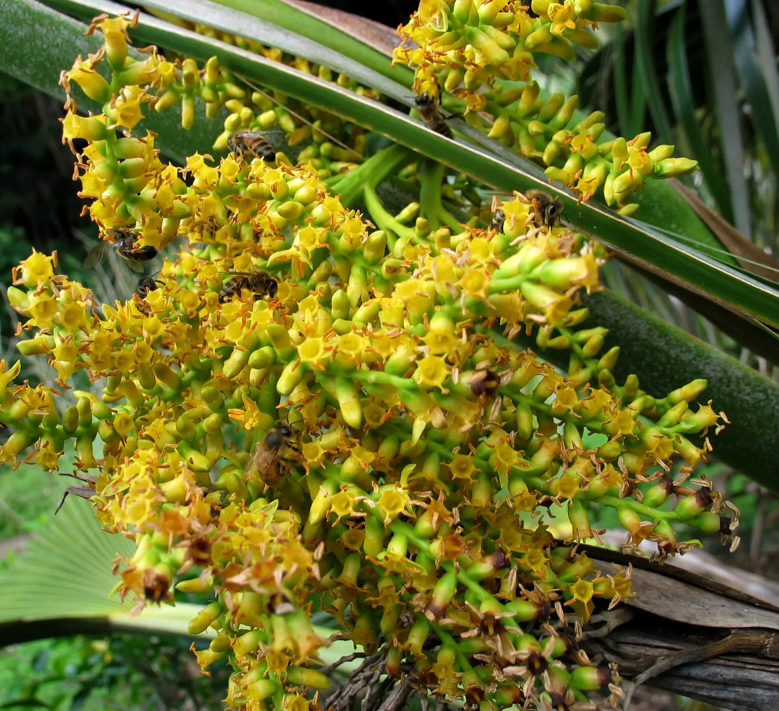 Kamalo Pritchardia (Pritchardia Munroi) — each with a spread of up to 5 feet; it is also moderately drought-tolerant once established, making it a suitable
