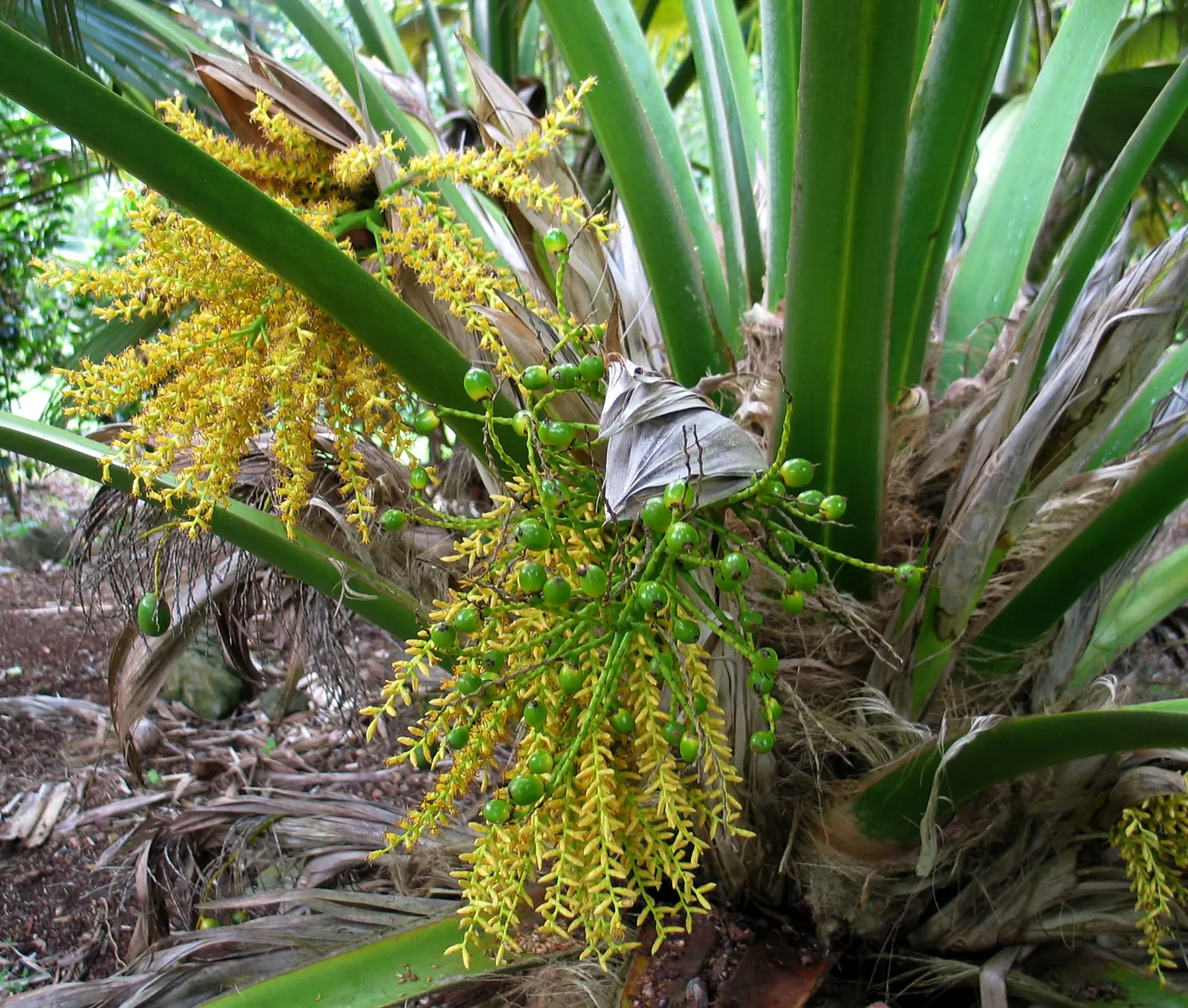 Kamalo Pritchardia (Pritchardia Munroi) — The Kamalo pritchardia, or Pritchardia munroi, is a rare Hawaiian palm prized for its elegant silhouette, image 41