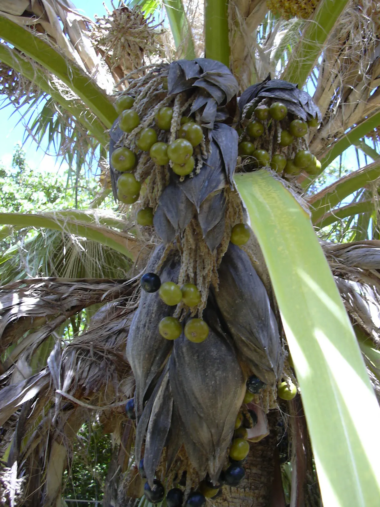 Kamalo Pritchardia (Pritchardia Munroi) — Ideal for tropical landscapes, it requires well-draining soil and full sun to partial shade; drought tolerance