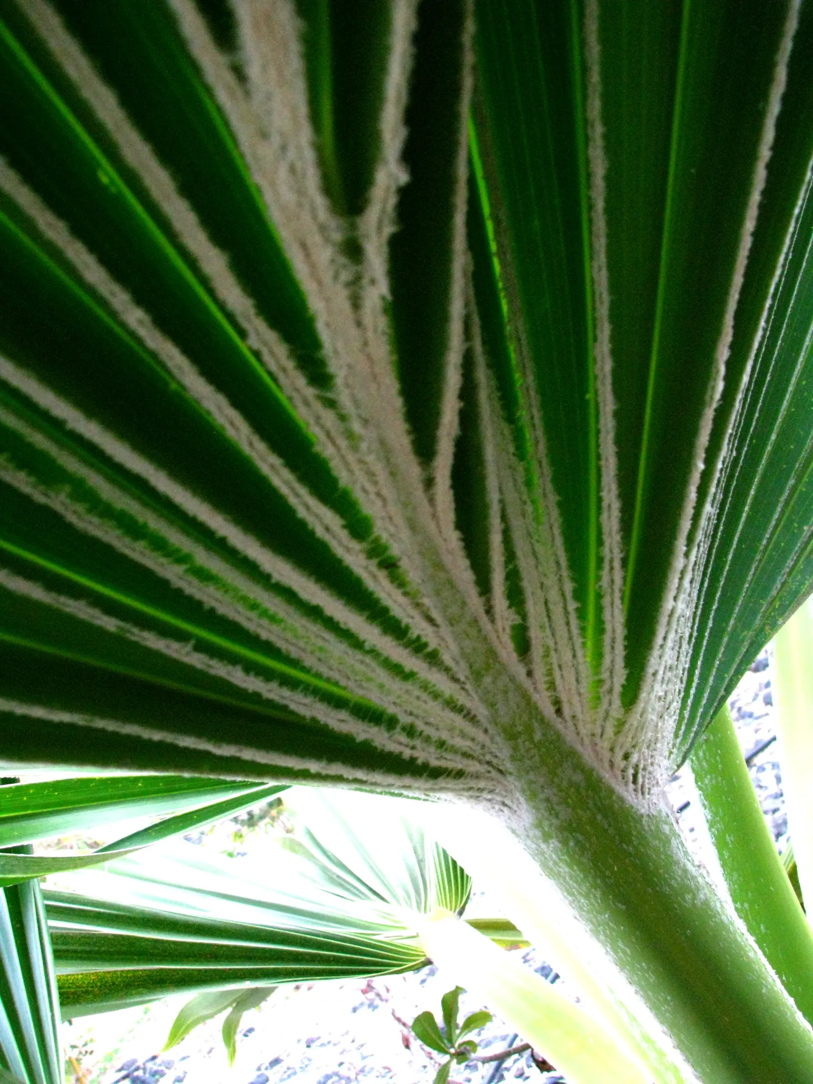 Kamalo Pritchardia (Pritchardia Munroi) — It reaches heights of 20-30 feet, with a slender trunk of 6-8 inches in diameter