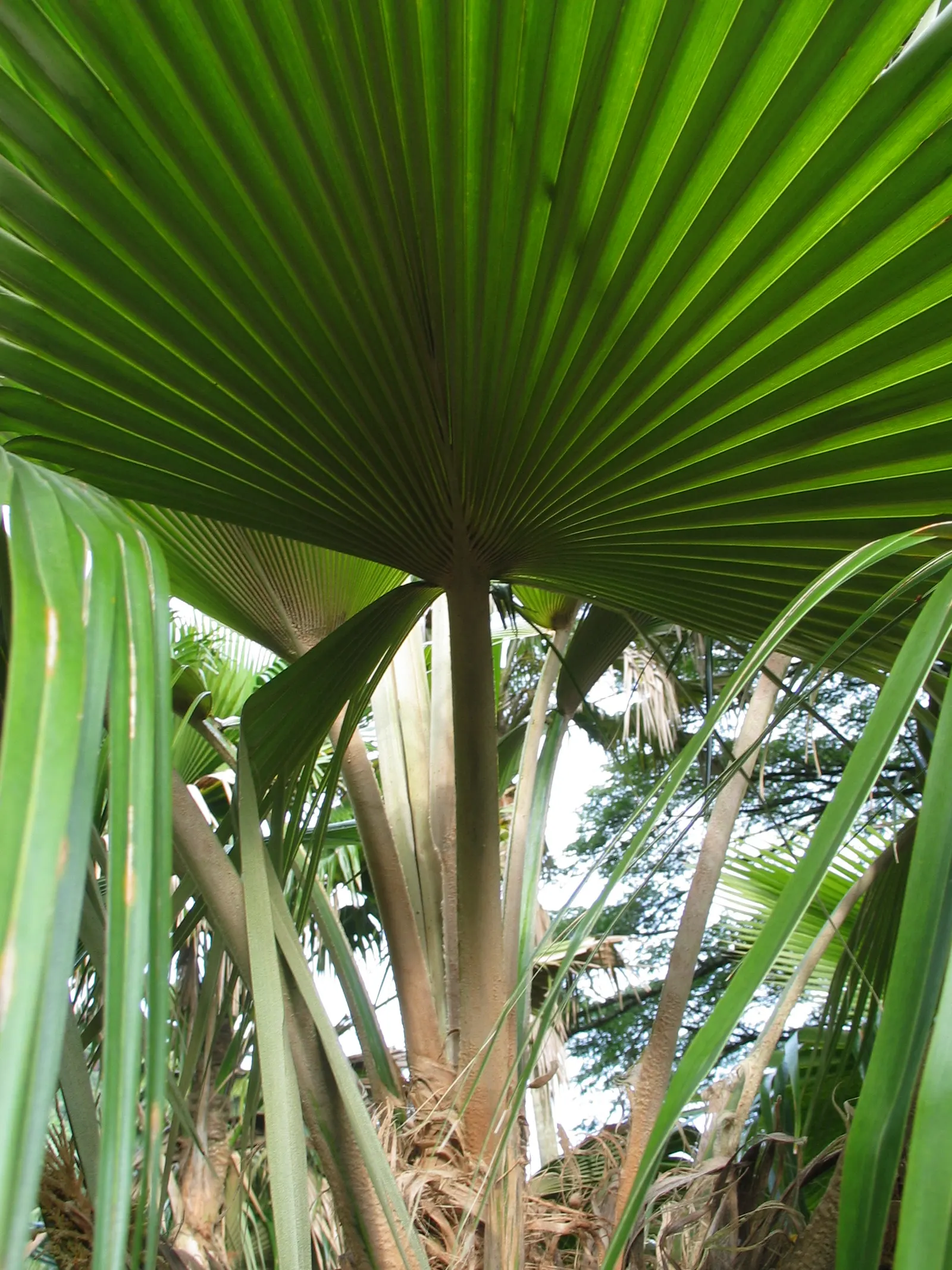 Kamalo Pritchardia (Pritchardia Munroi) — The Pritchardia munroi is relatively slow-growing; it reaches heights of 20-30 feet, with a slender trunk of 6-8