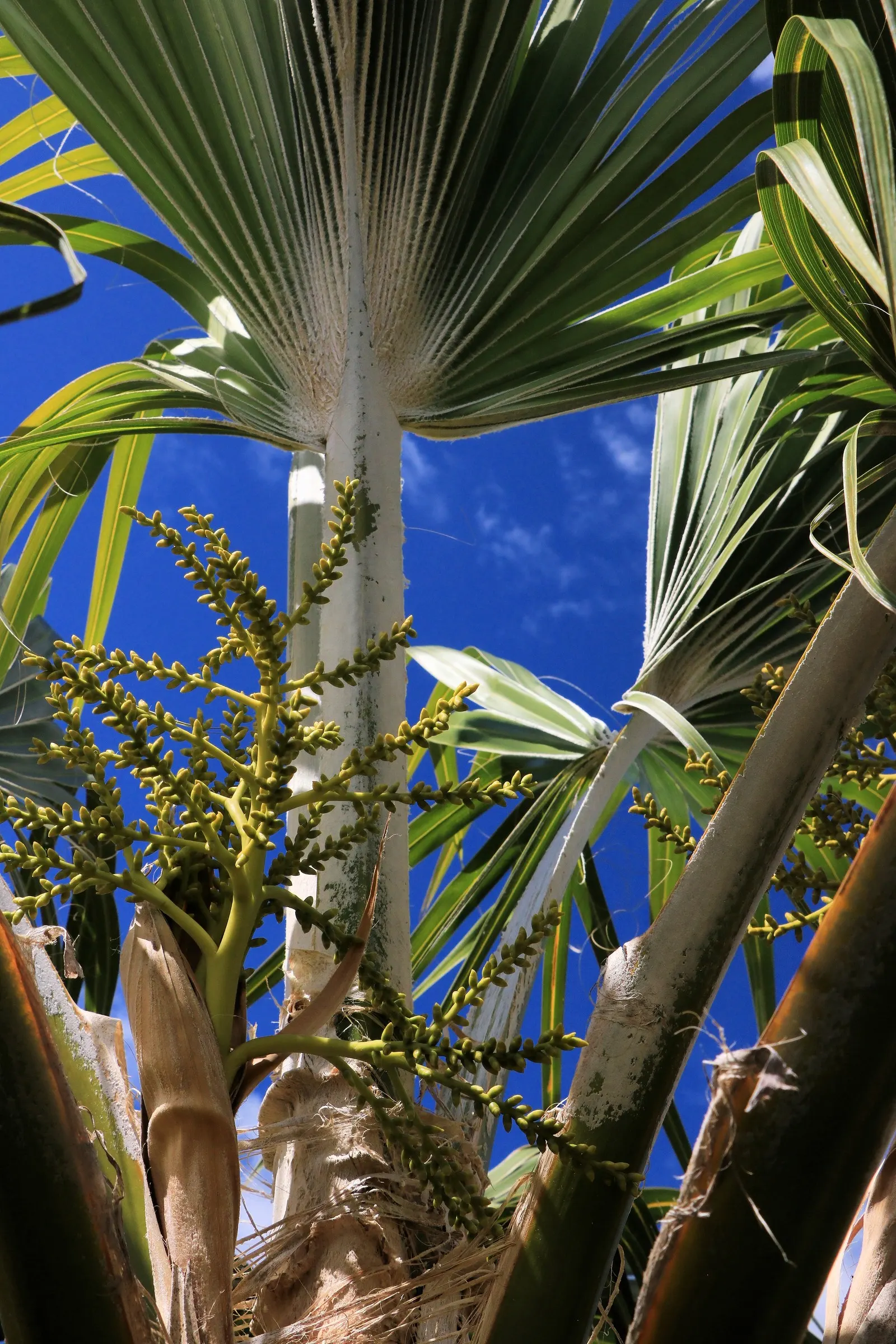 Kamalo Pritchardia (Pritchardia Munroi) — this palm thrives in well-drained soils and prefers full to partial sunlight; providing an exotic flair to any