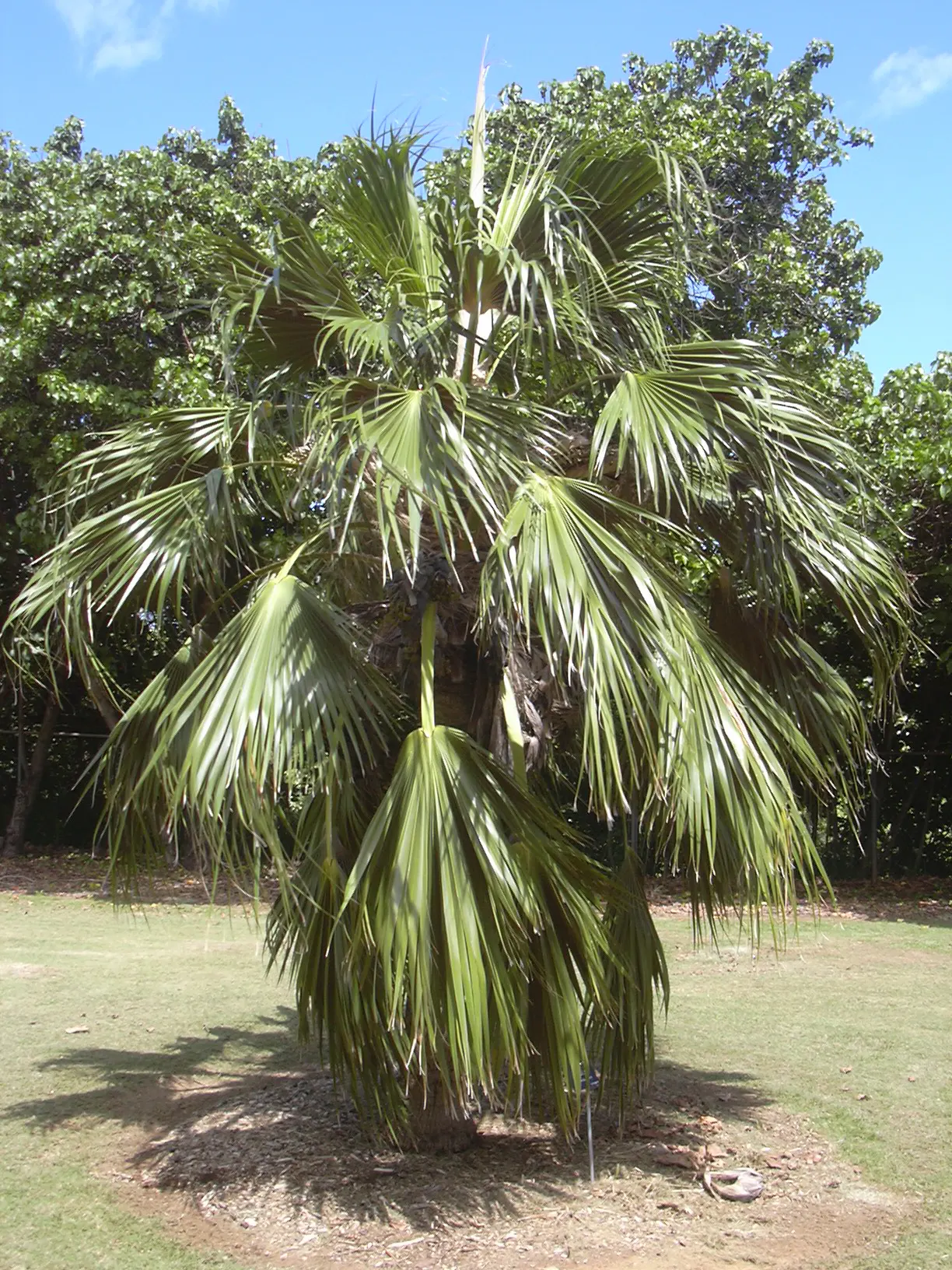 Kamalo Pritchardia (Pritchardia Munroi) — It is also moderately drought-tolerant once established, making it a suitable choice for water-wise gardens