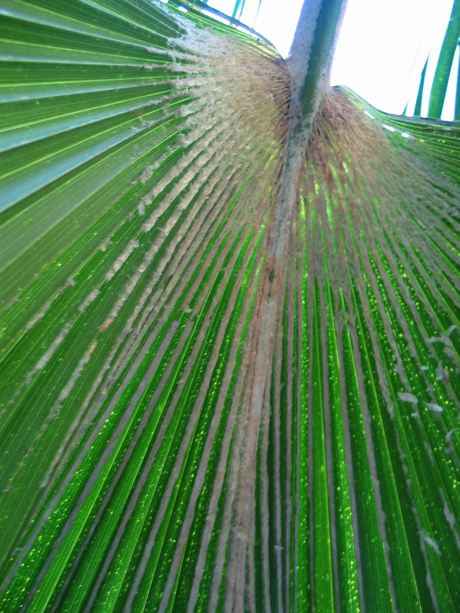Kamalo Pritchardia (Pritchardia Munroi) — it is advisable to allocate ample space for the Kamalo Pritchardia to accommodate its eventual breadth