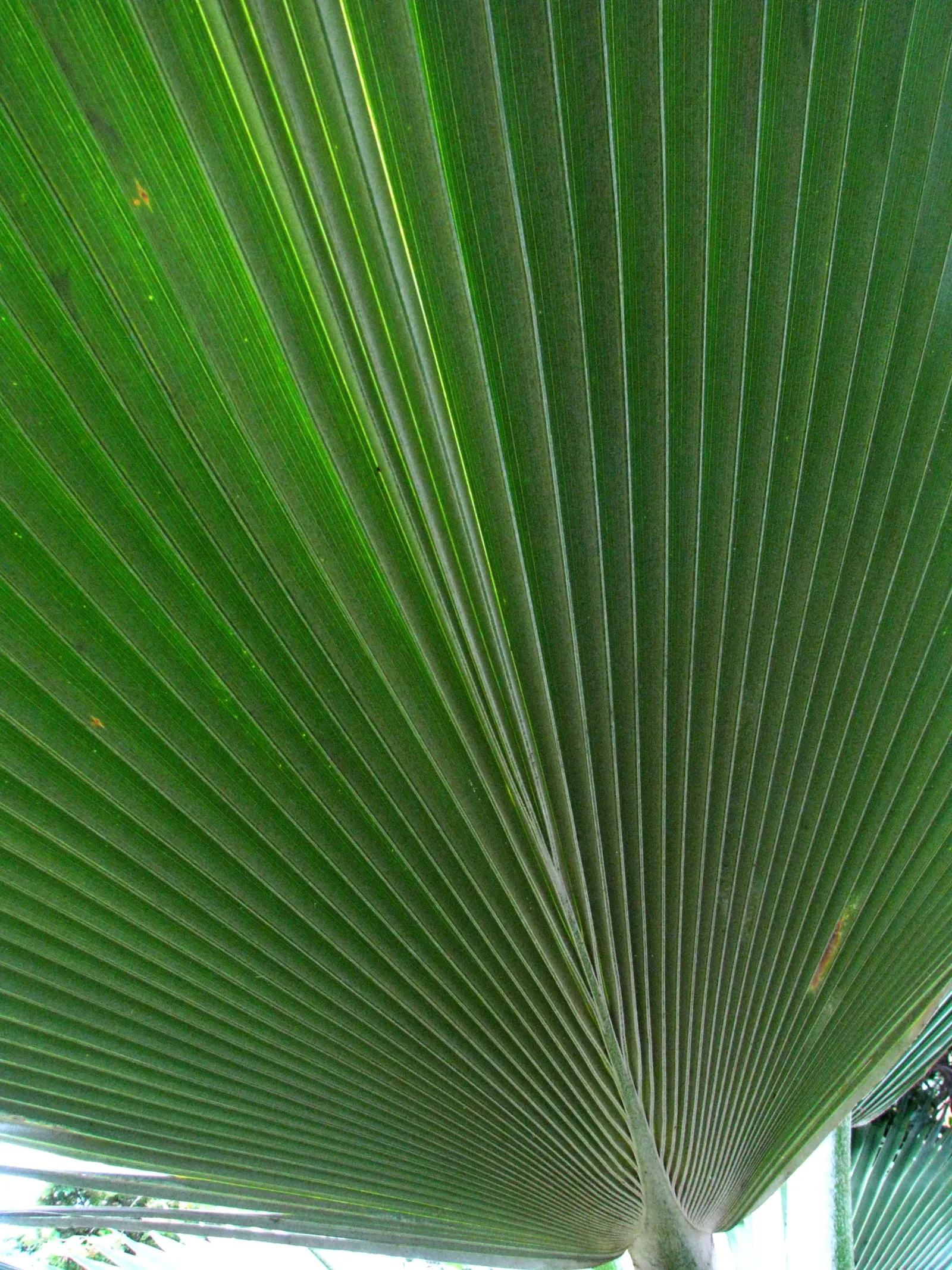 Kamalo Pritchardia (Pritchardia Munroi) — The Pritchardia munroi is relatively slow-growing