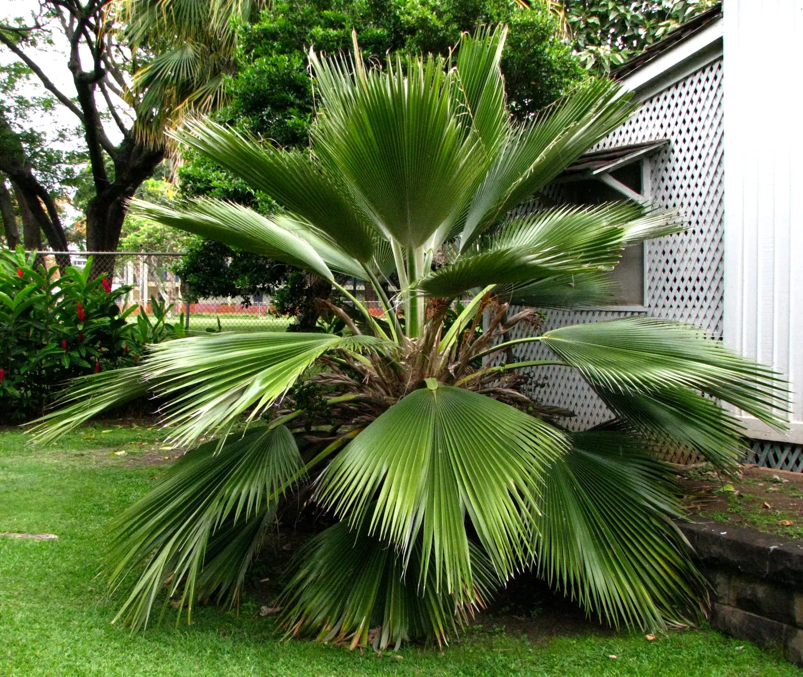 Kamalo Pritchardia (Pritchardia Munroi) — with a solitary grey trunk that typically reaches heights of about 20 to 30 feet at maturity