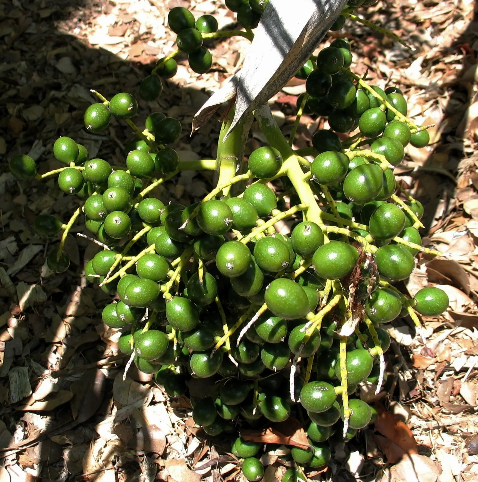 Kamalo Pritchardia (Pritchardia Munroi) — It often attracts local wildlife, as its flowers and fruits provide food sources for native birds and insects