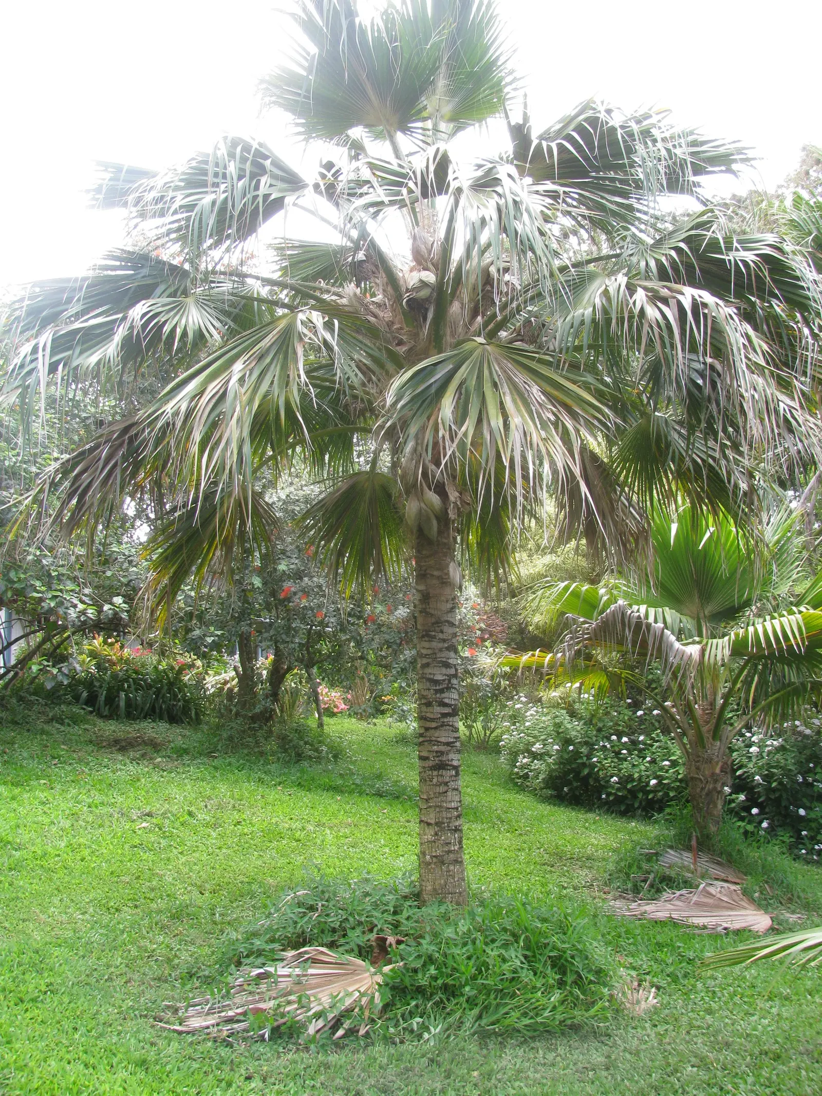 Kamalo Pritchardia (Pritchardia Munroi) — this palm can serve as a focal point due to its height and distinctive foliage