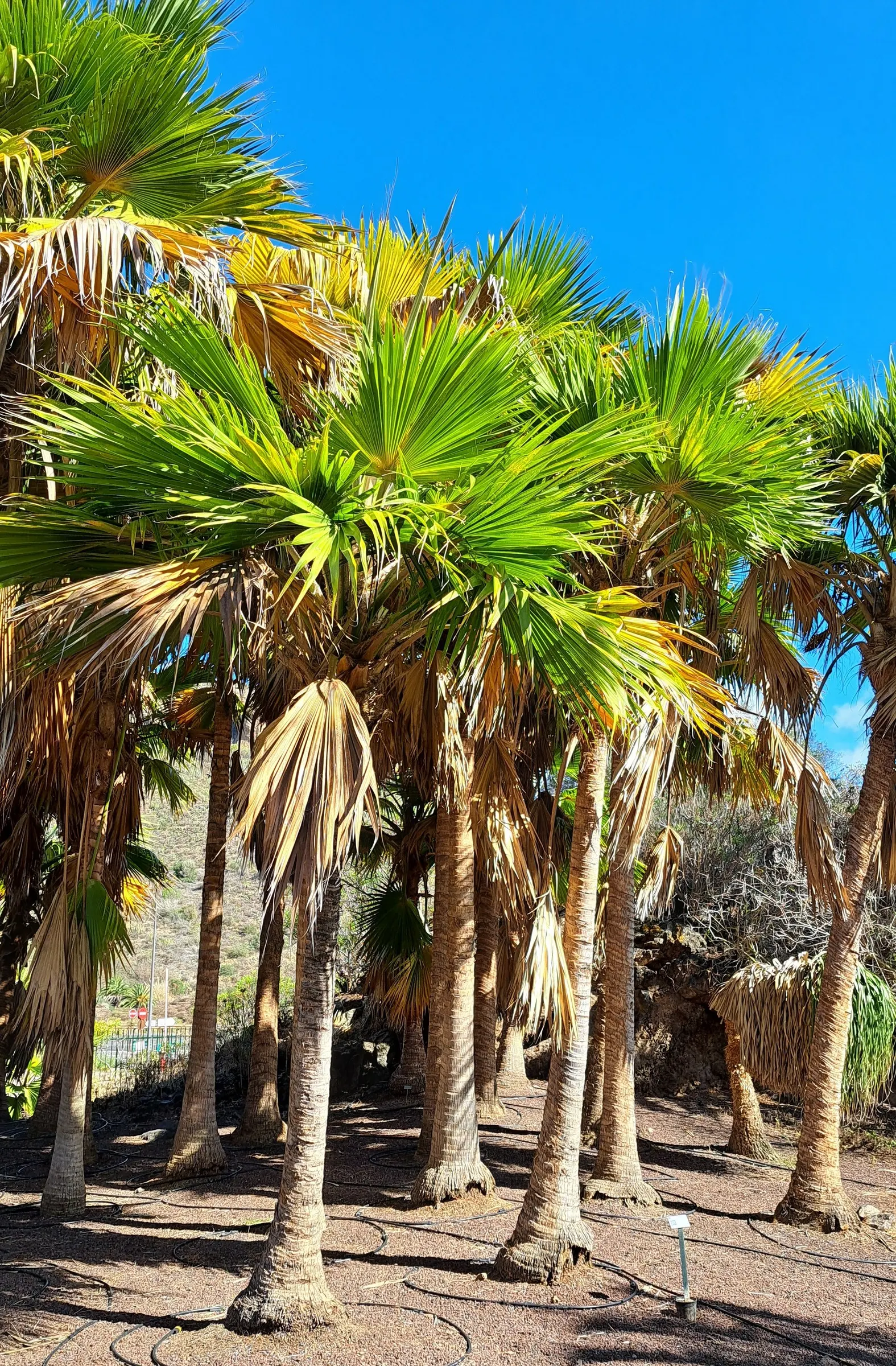 Kamalo Pritchardia (Pritchardia Munroi) — Ideal for tropical landscapes, it requires well-draining soil and full sun to partial shade; drought, image 44