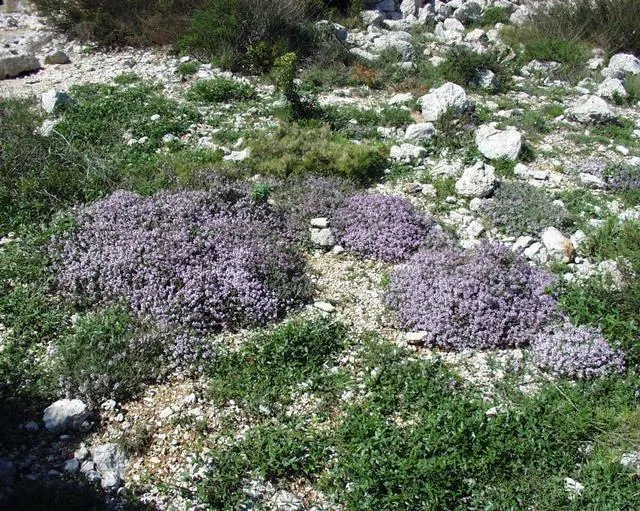 French Thyme (Thymus Vulgaris 'French') — often referred to as French Thyme; pale lavender to white flowers which attract pollinators to the garden while
