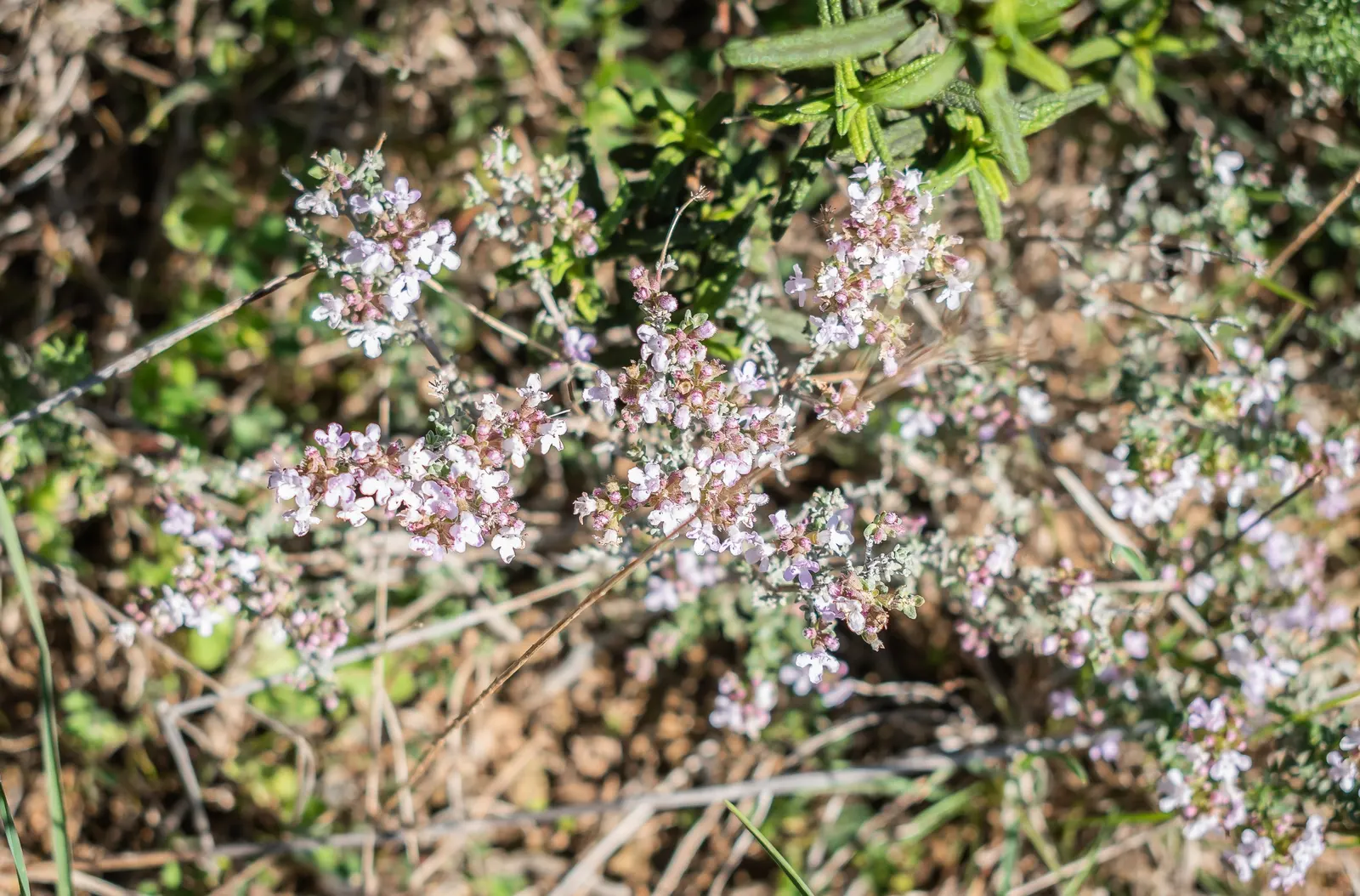 French Thyme (Thymus Vulgaris 'French') — The plant thrives in well-draining