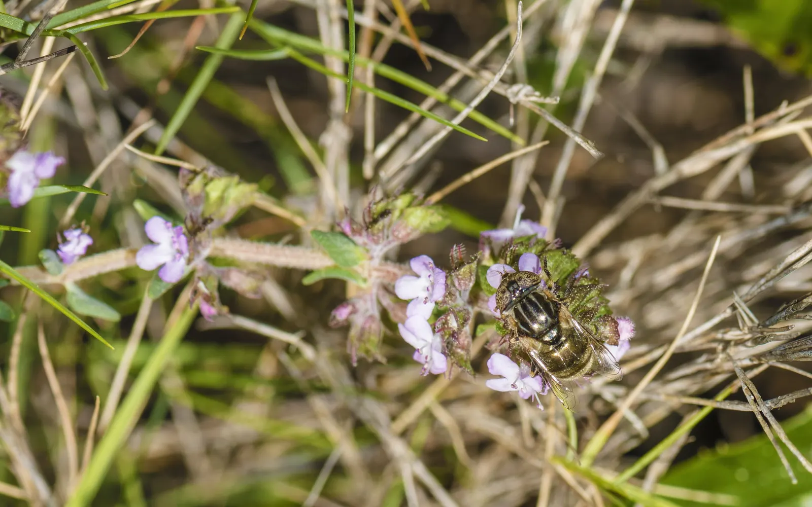 French Thyme (Thymus Vulgaris 'French') — perennial for full