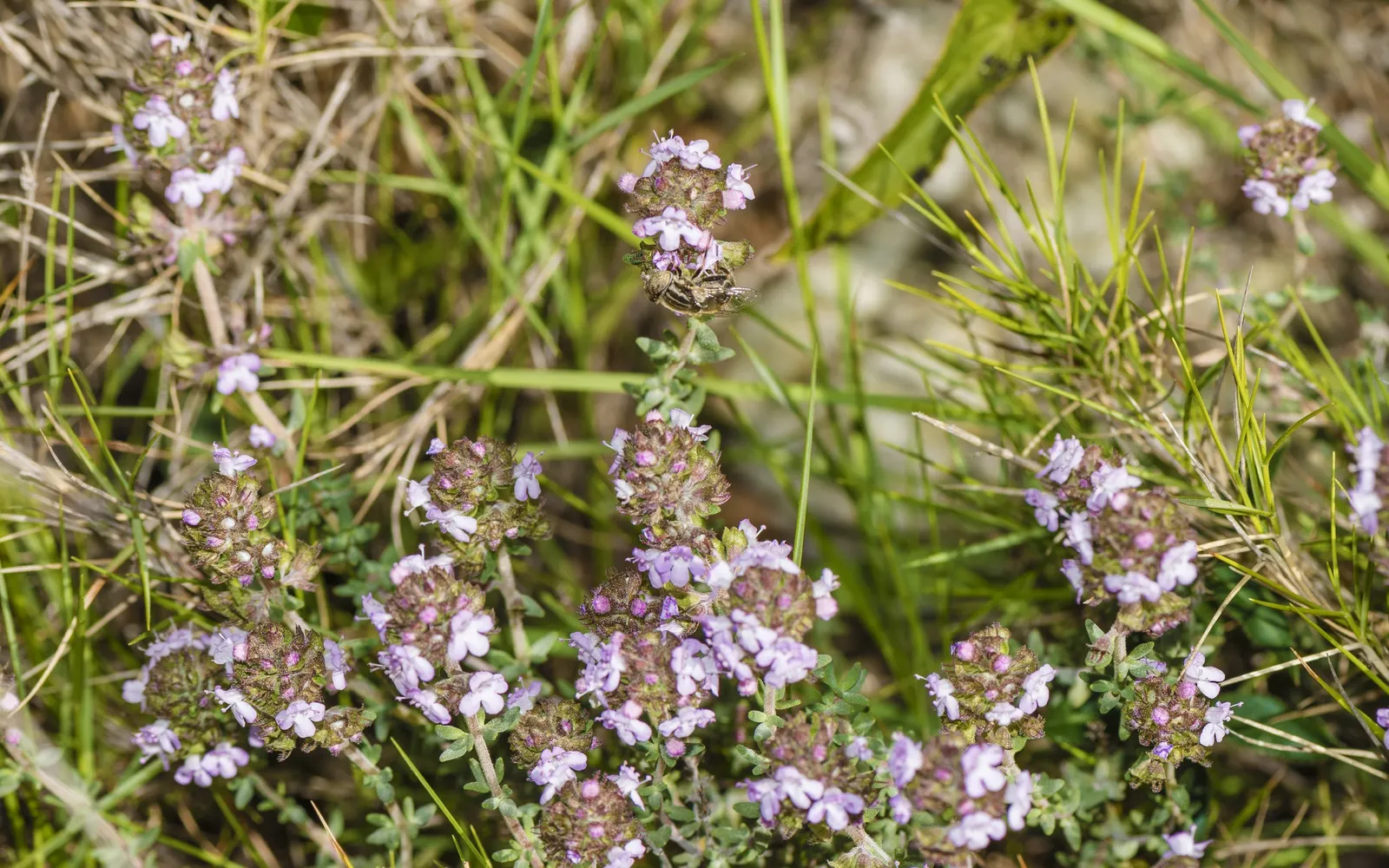 French Thyme (Thymus Vulgaris 'French') — the leaves of French Thyme can be harvested as needed and used fresh or dried