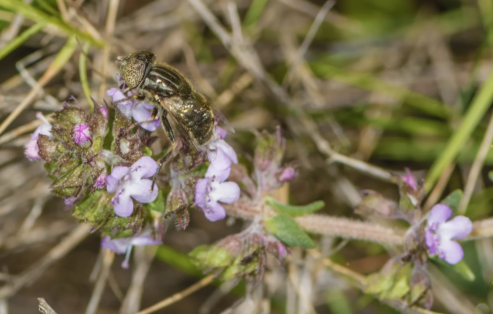 French Thyme (Thymus Vulgaris 'French') — gray-green leaves that are highly aromatic